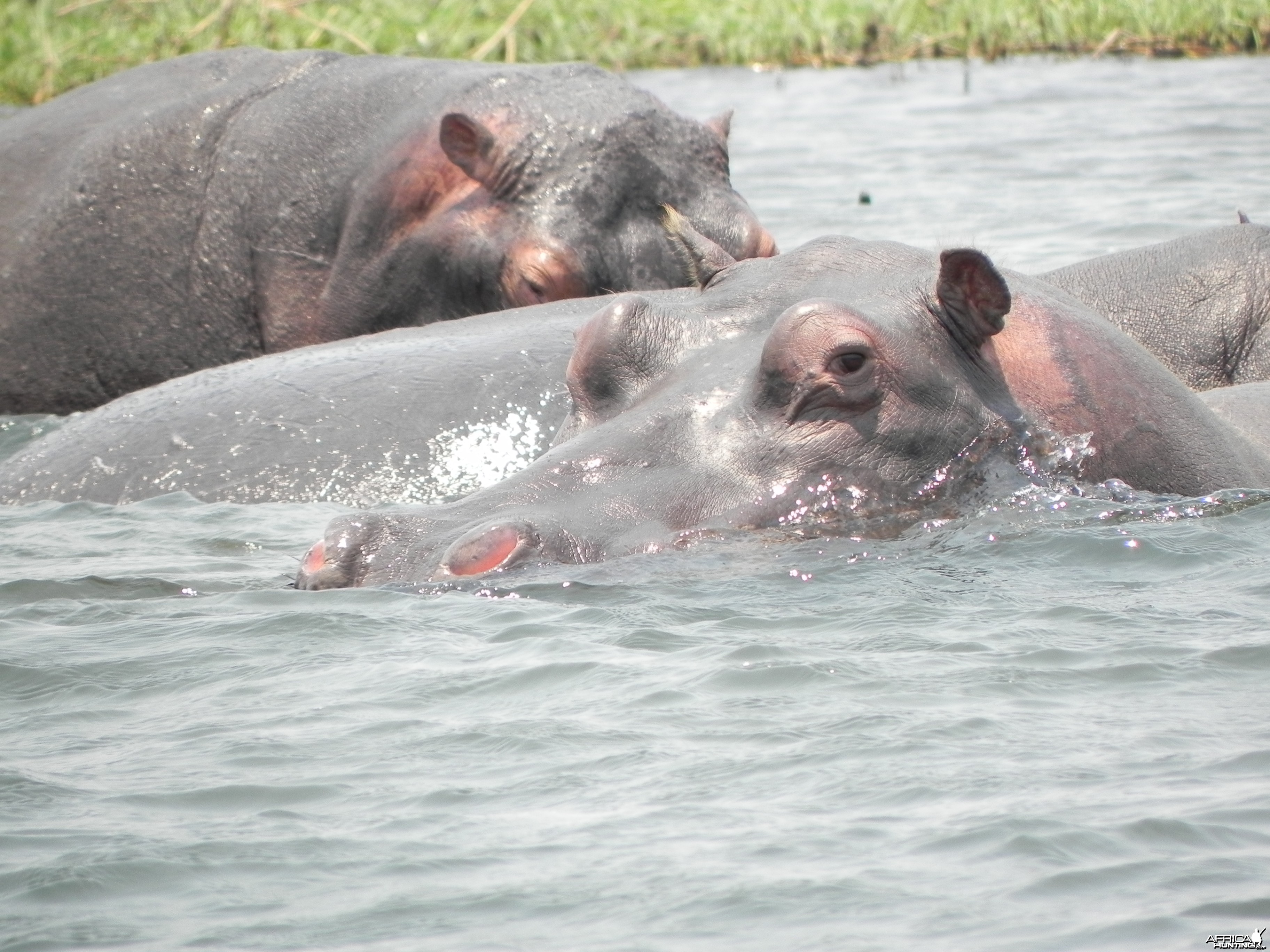 Hippo Caprivi Namibia