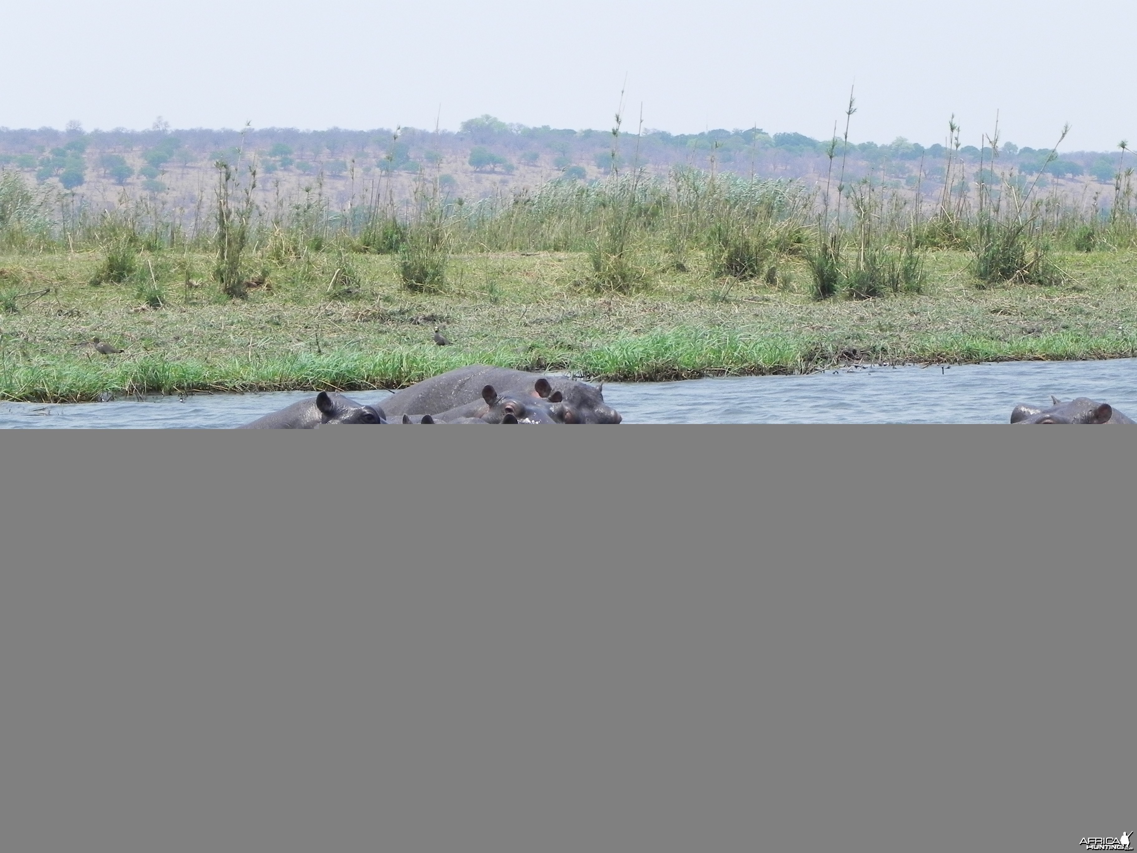 Hippo Caprivi Namibia