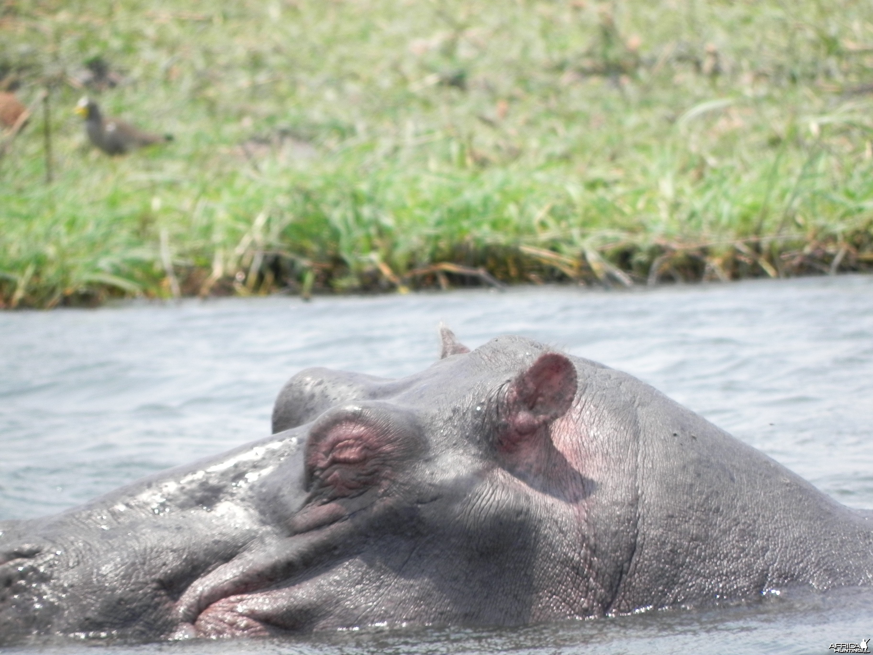 Hippo Caprivi Namibia