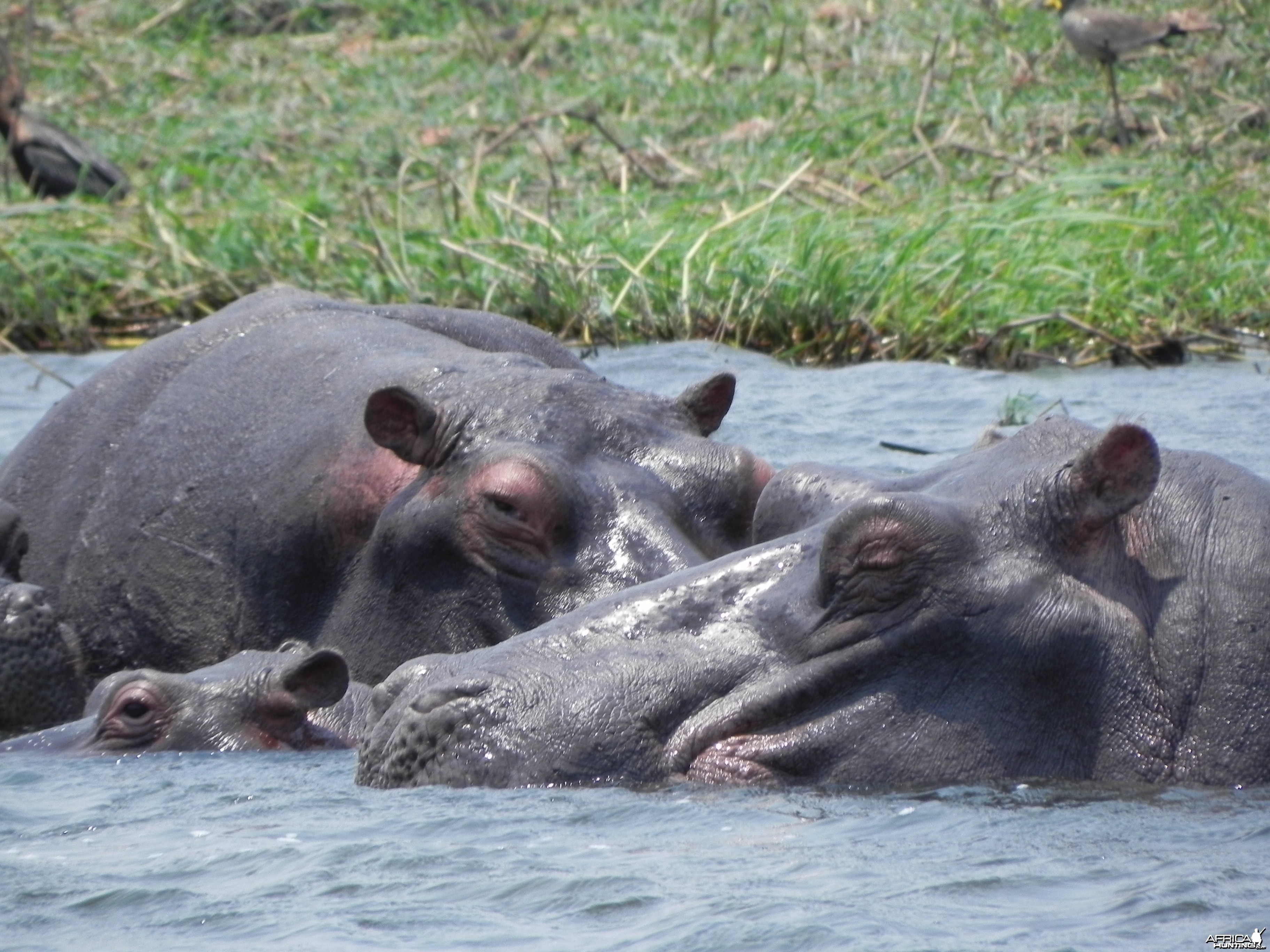 Hippo Caprivi Namibia