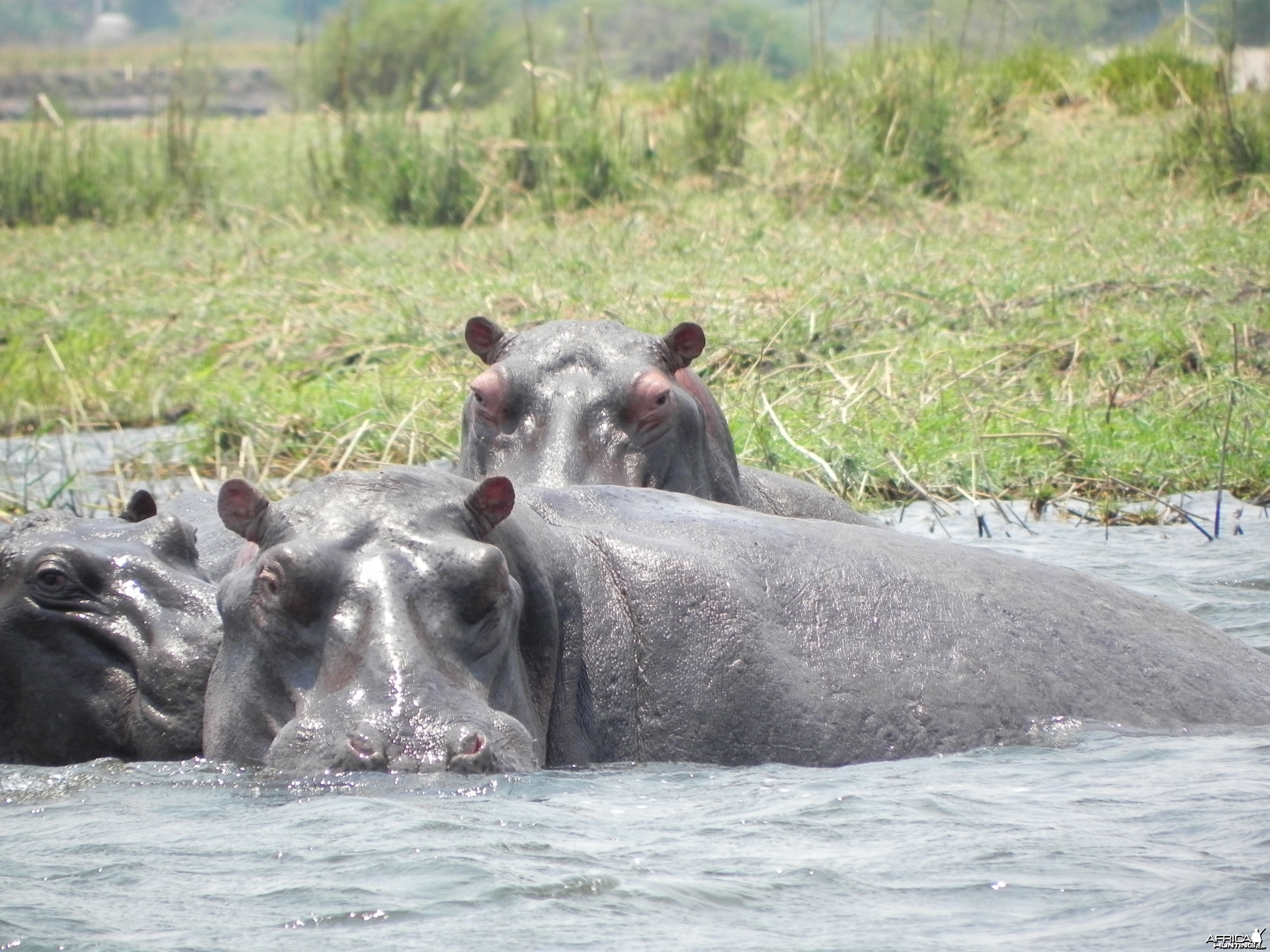 Hippo Caprivi Namibia