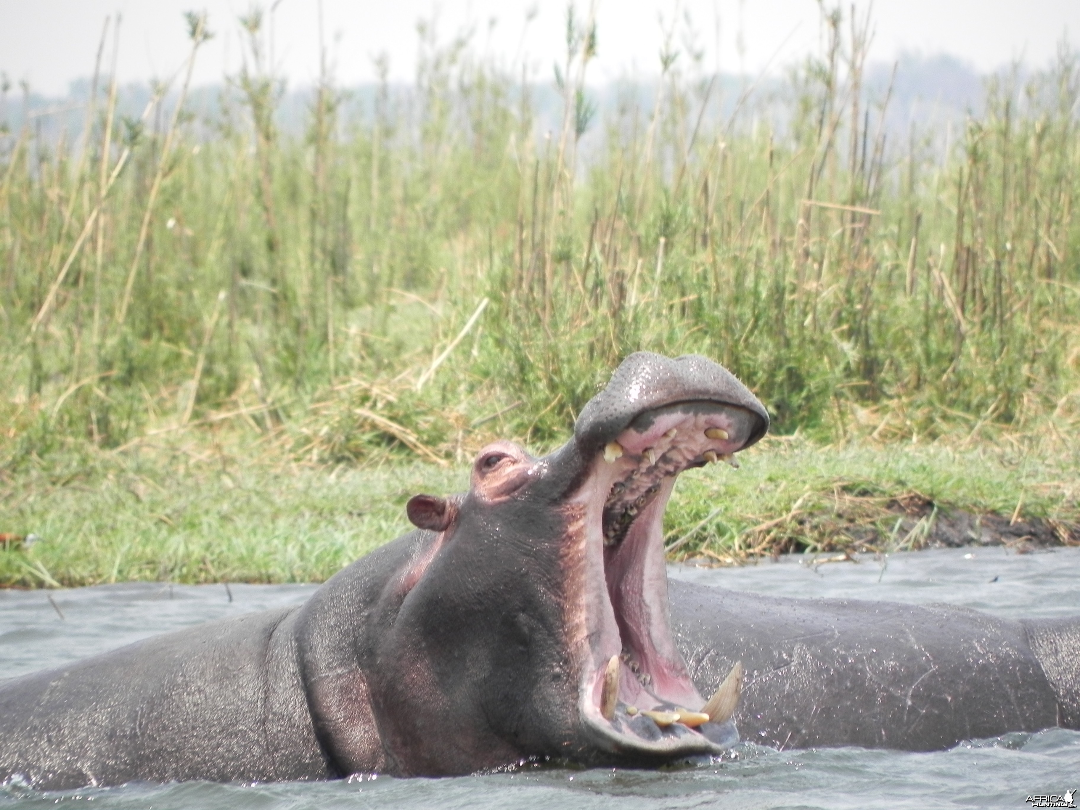 Hippo Caprivi Namibia