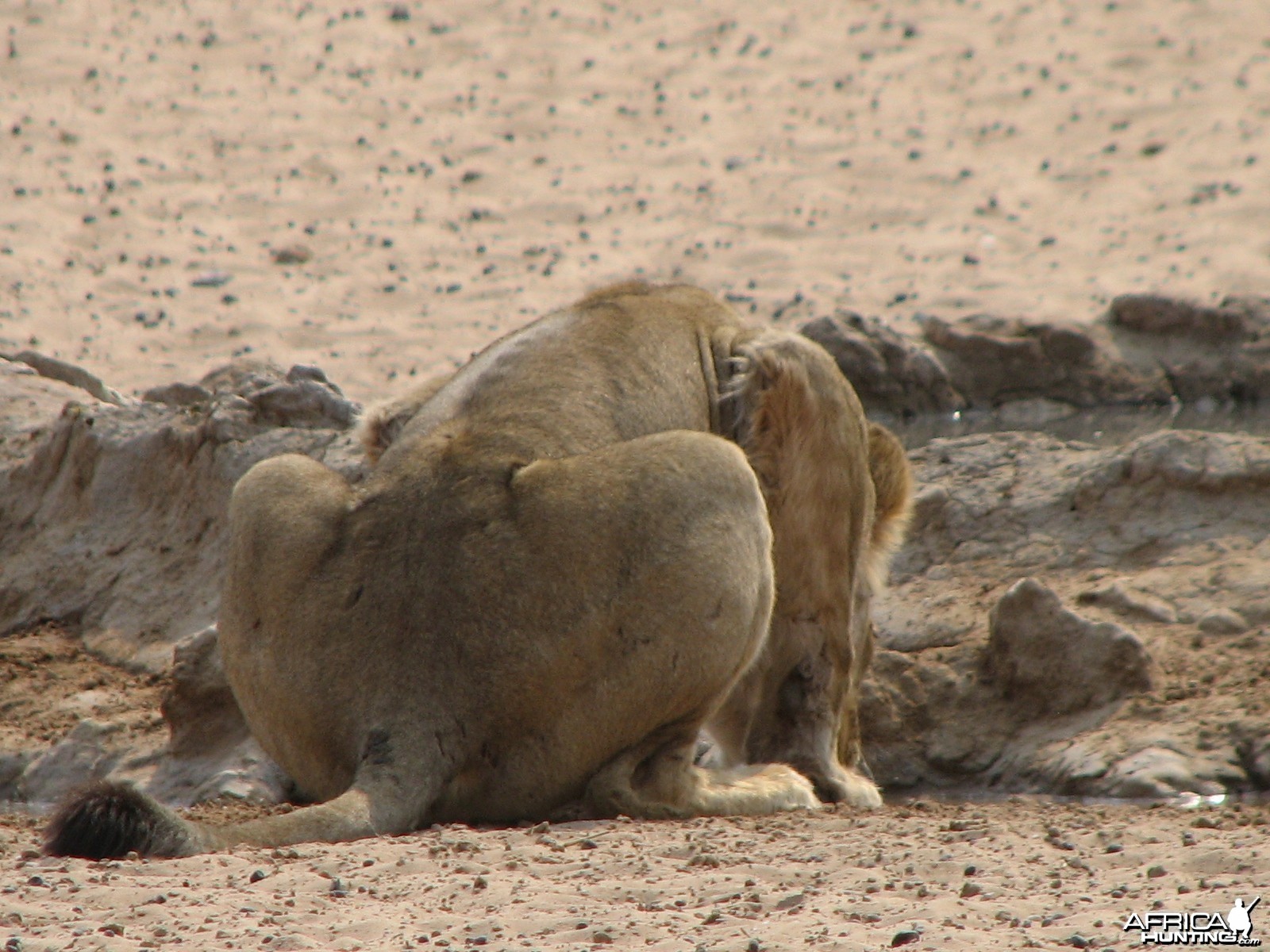 Lion Namibia