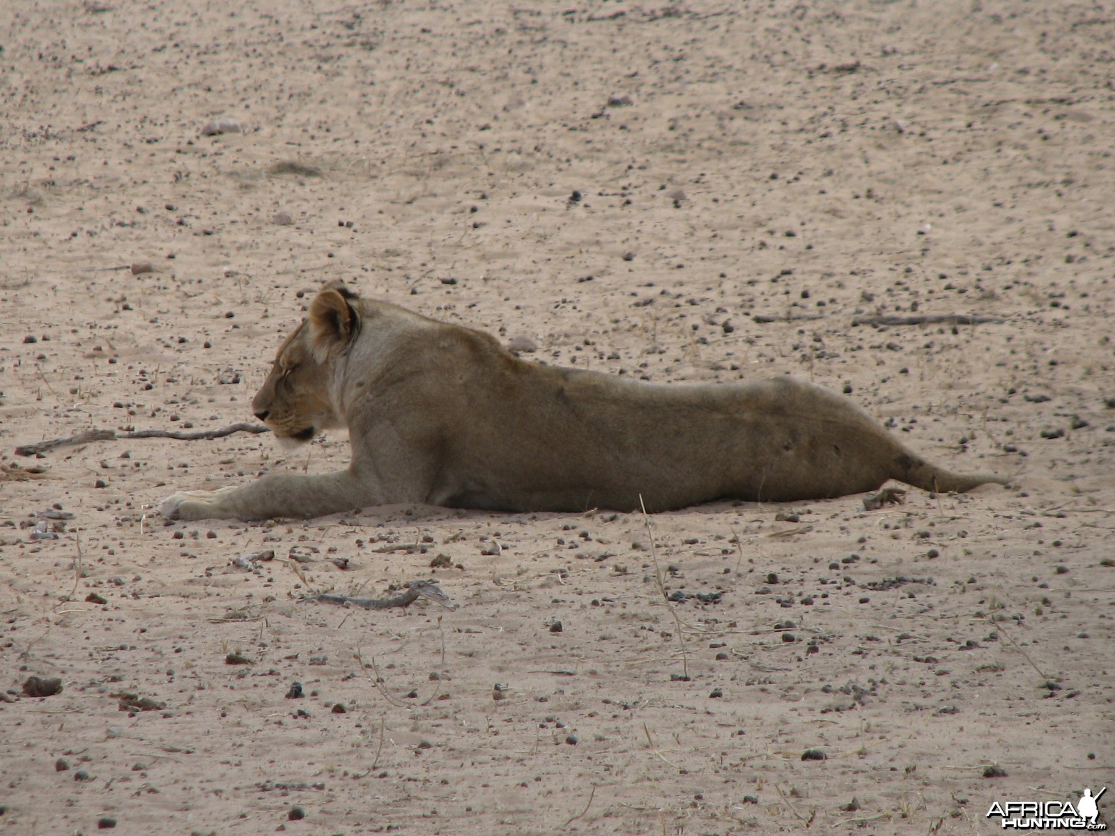 Lion Namibia