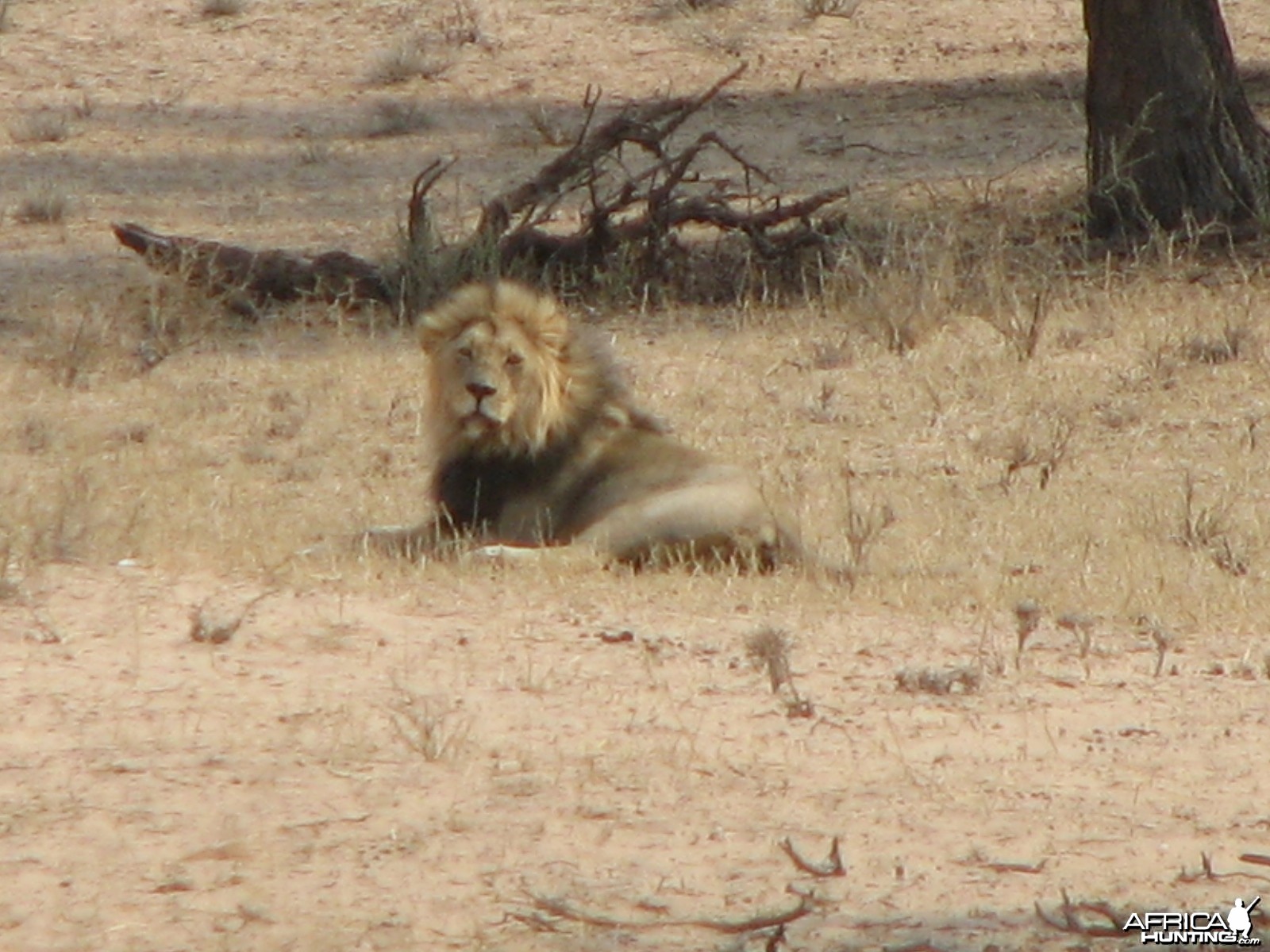 Lion Namibia