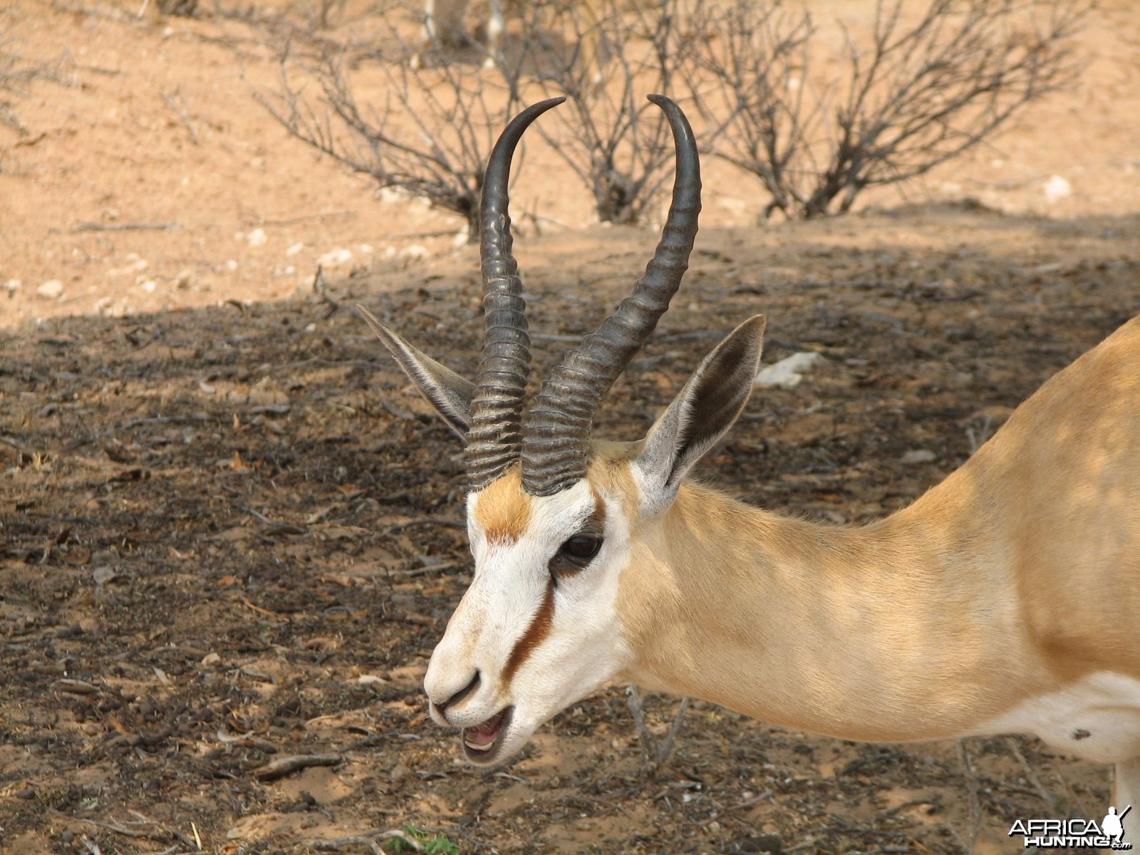 Springbok Namibia