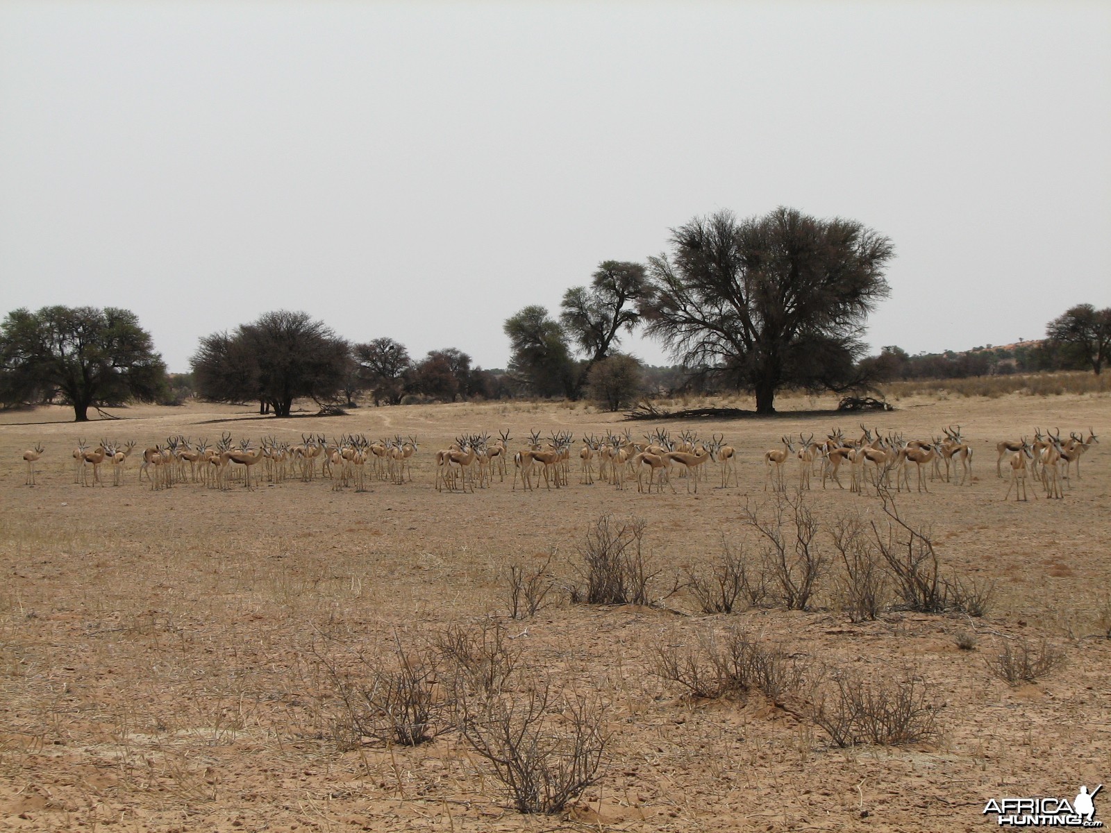 Springbok Namibia