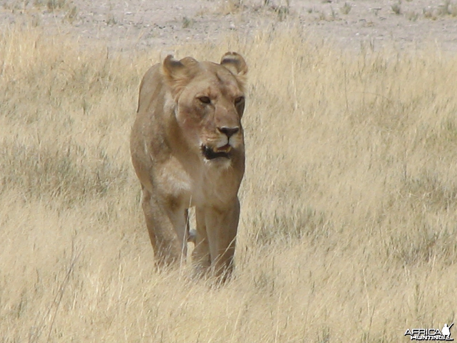 Lion Etosha Namibia