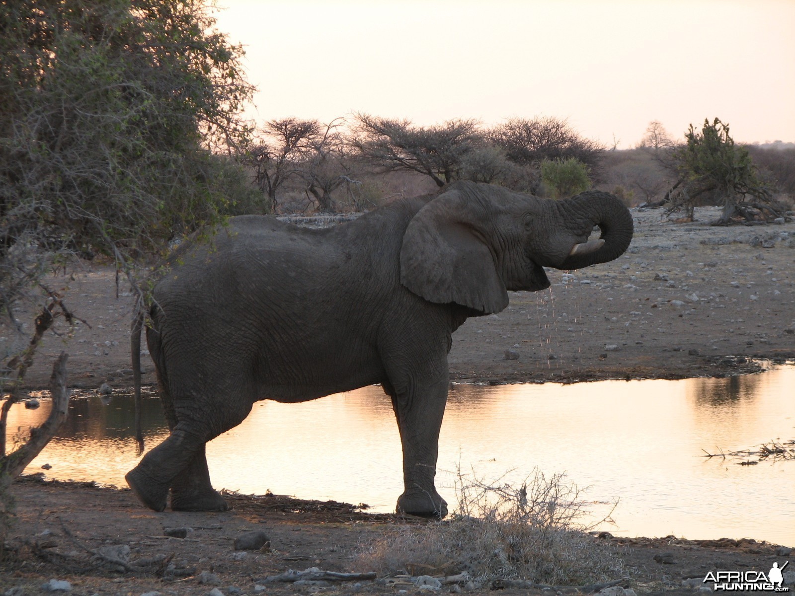 Elephant Etosha Namibia