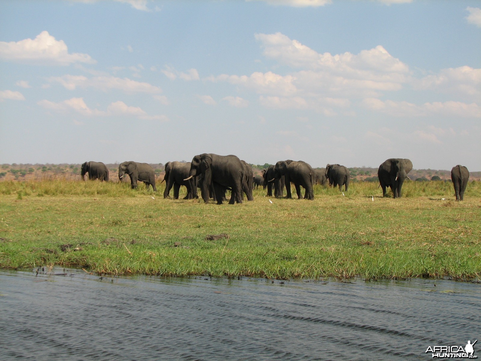 Elephant Caprivi Namibia