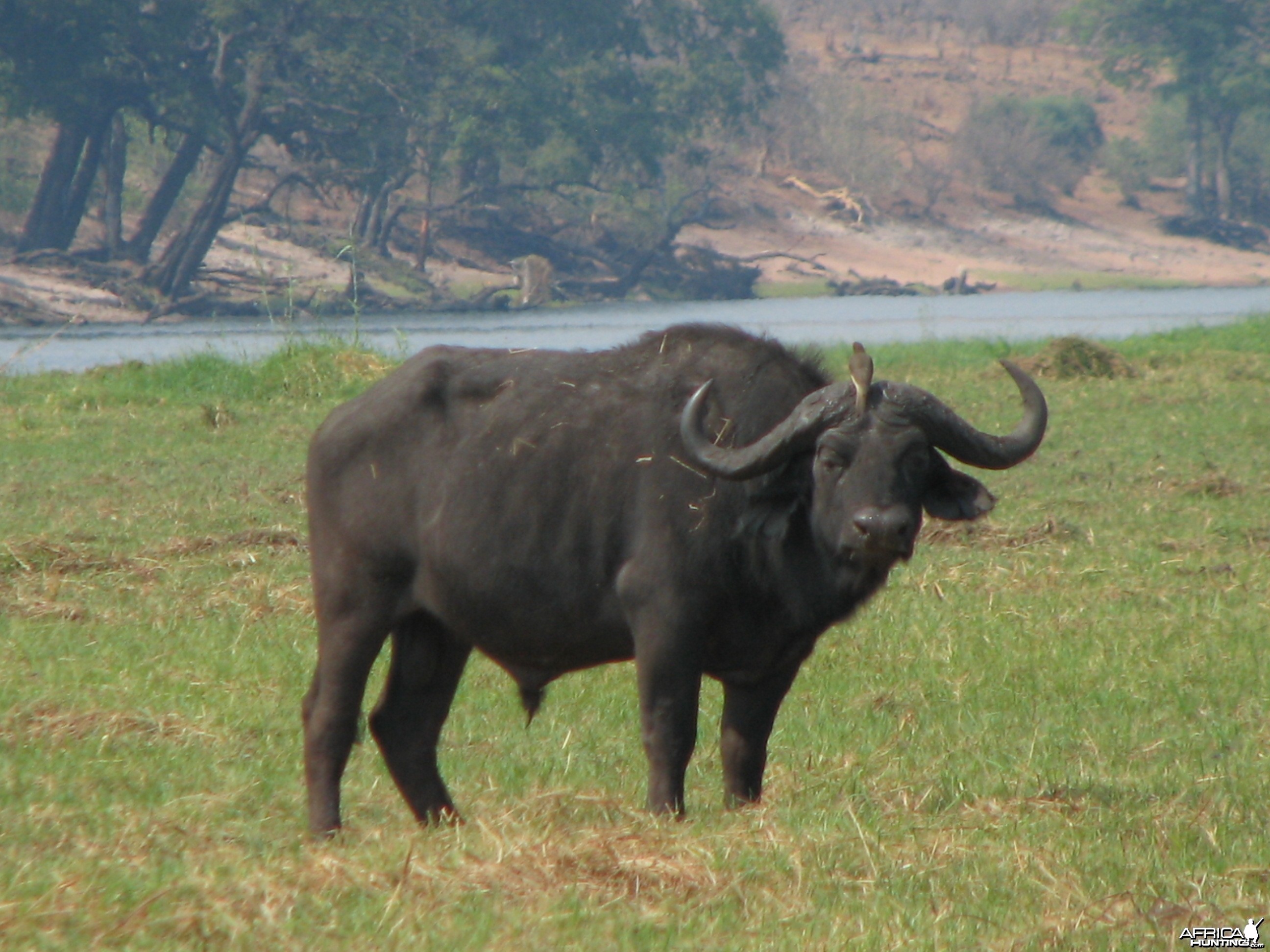 Buffalo Caprivi Namibia