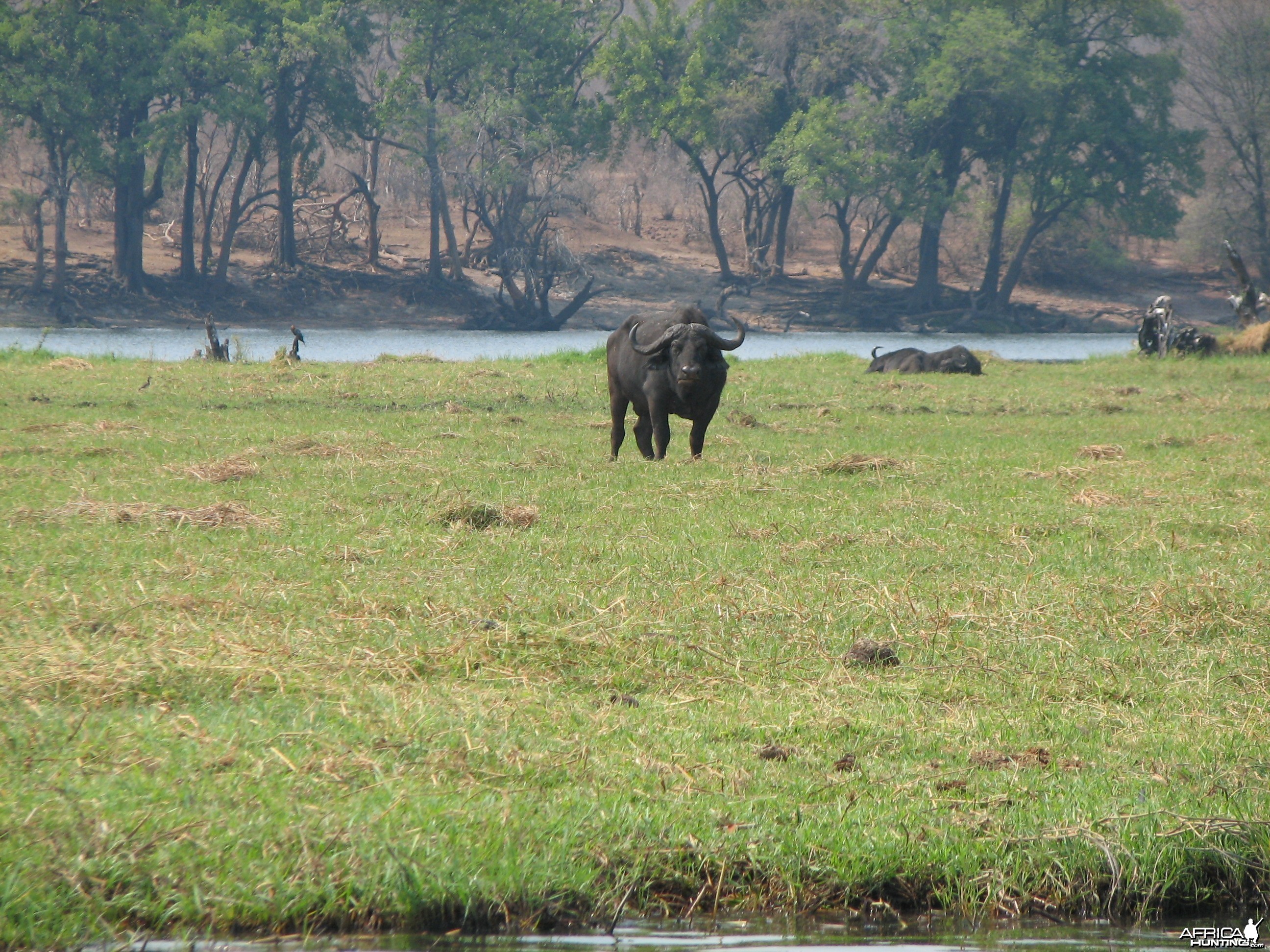 Buffalo Caprivi Namibia