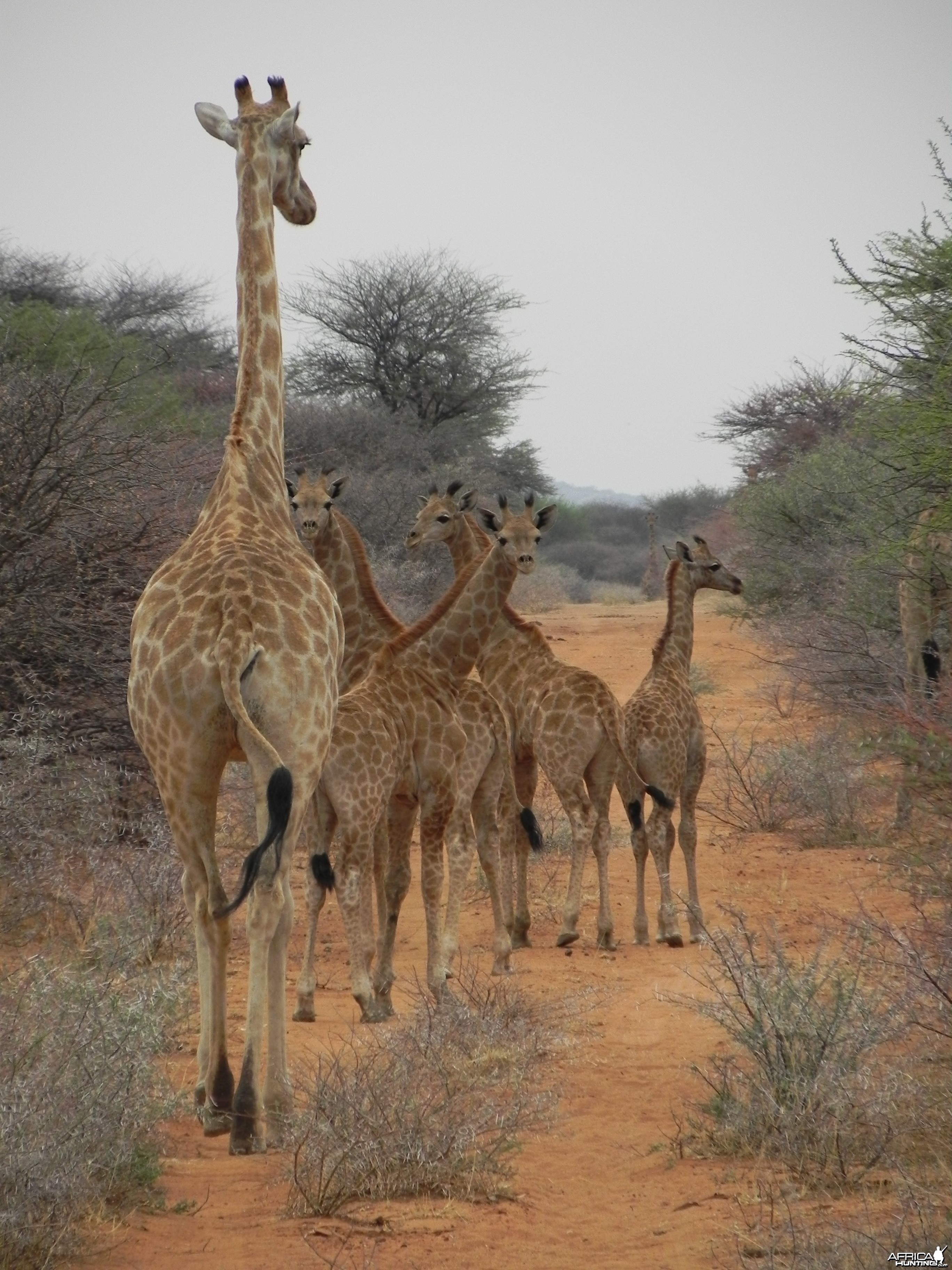 Giraffes Namibia