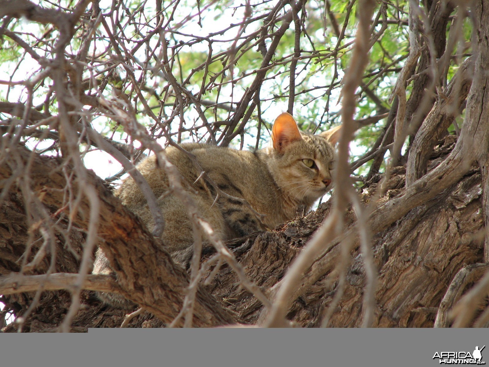 African Wild Cat Namibia