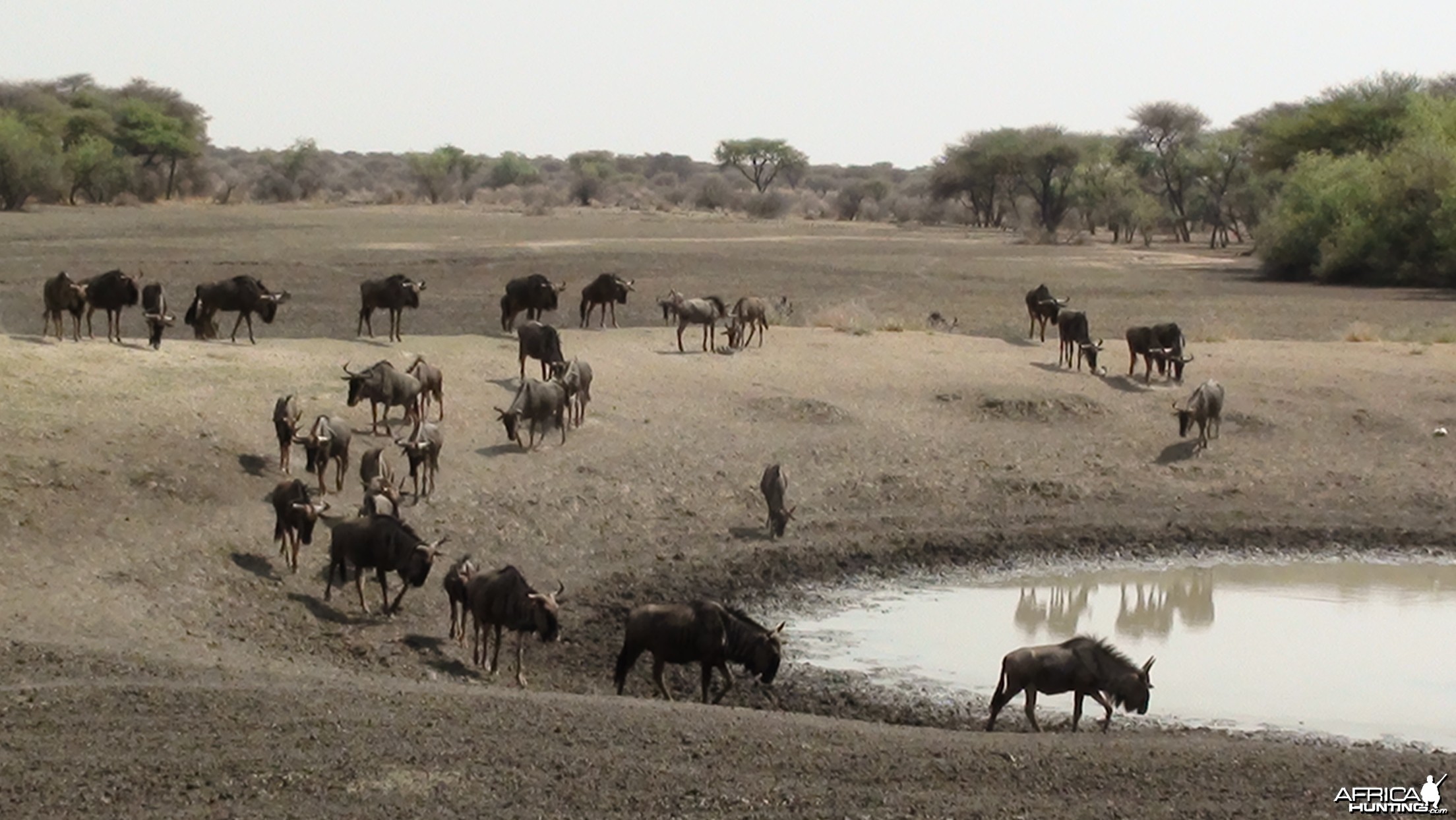 Wildebeest Namibia