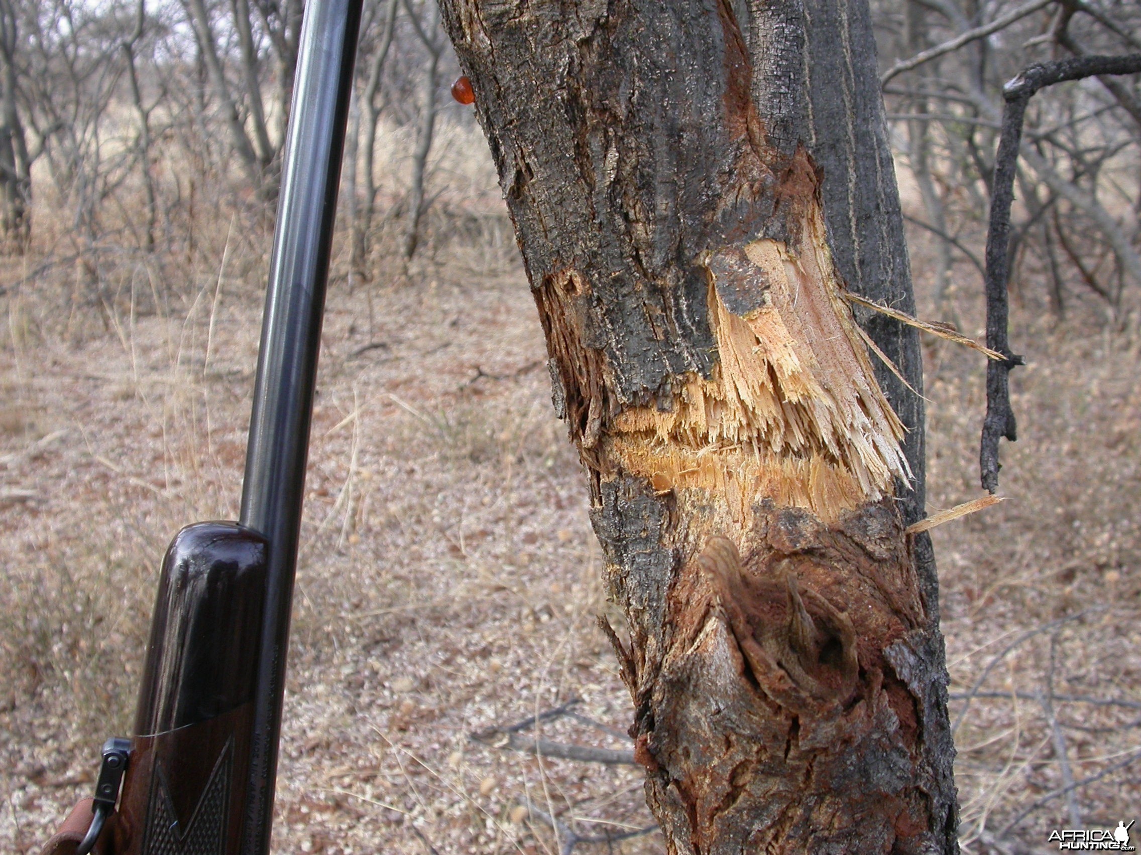 Bullet in Tree