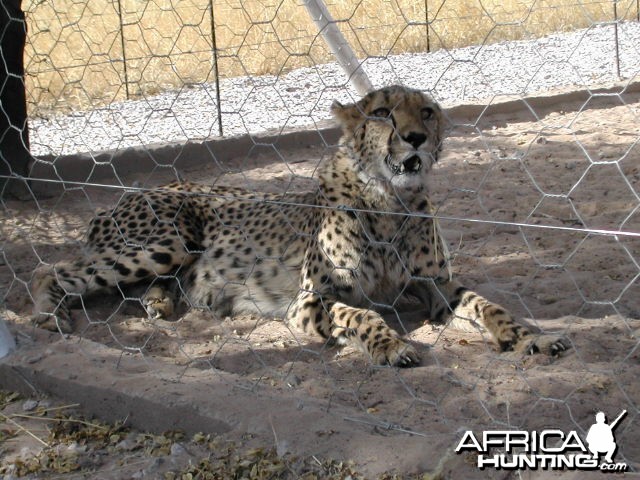 Cheetah in Captivity Namibia