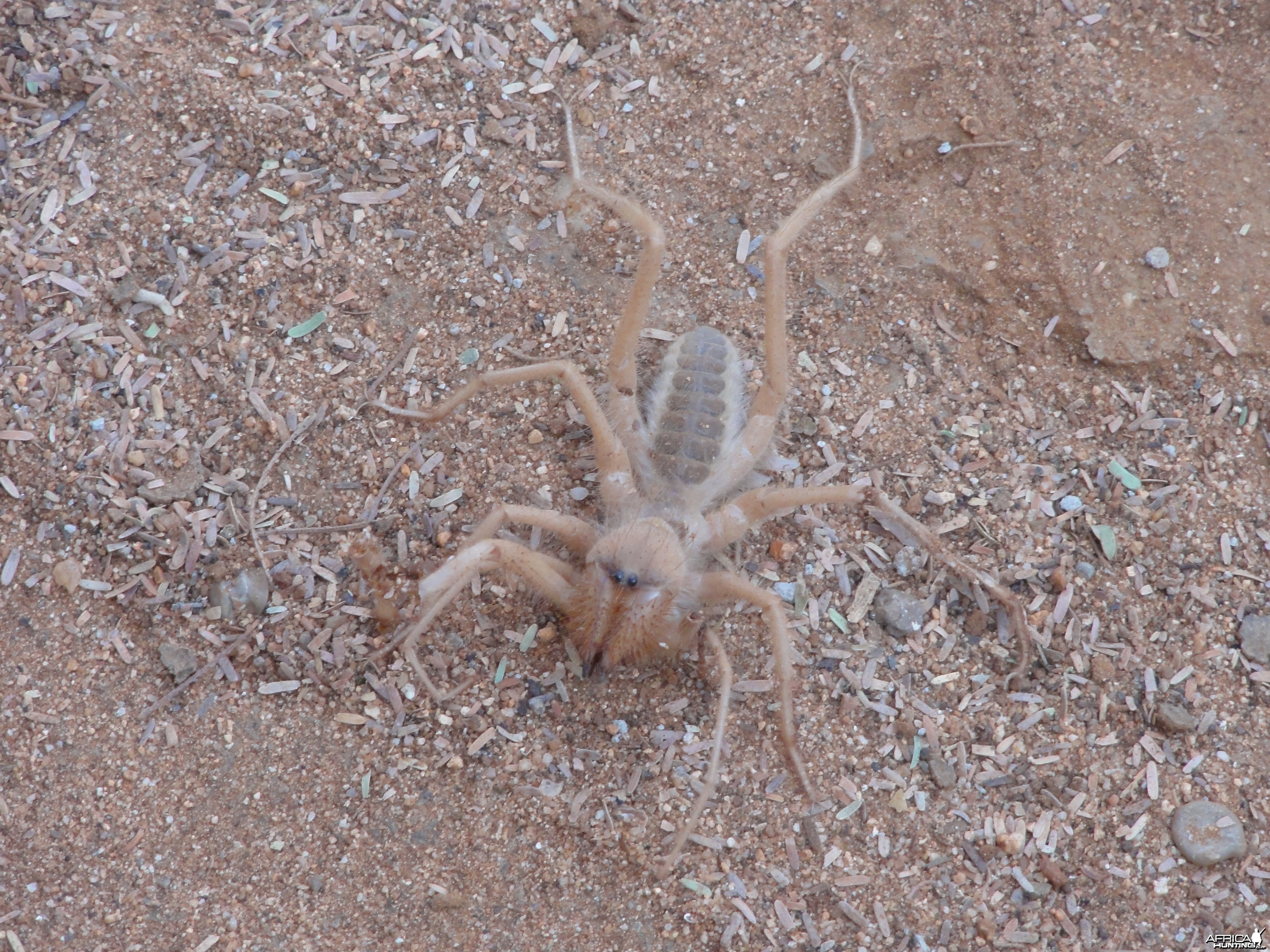 Camel Spider Namibia