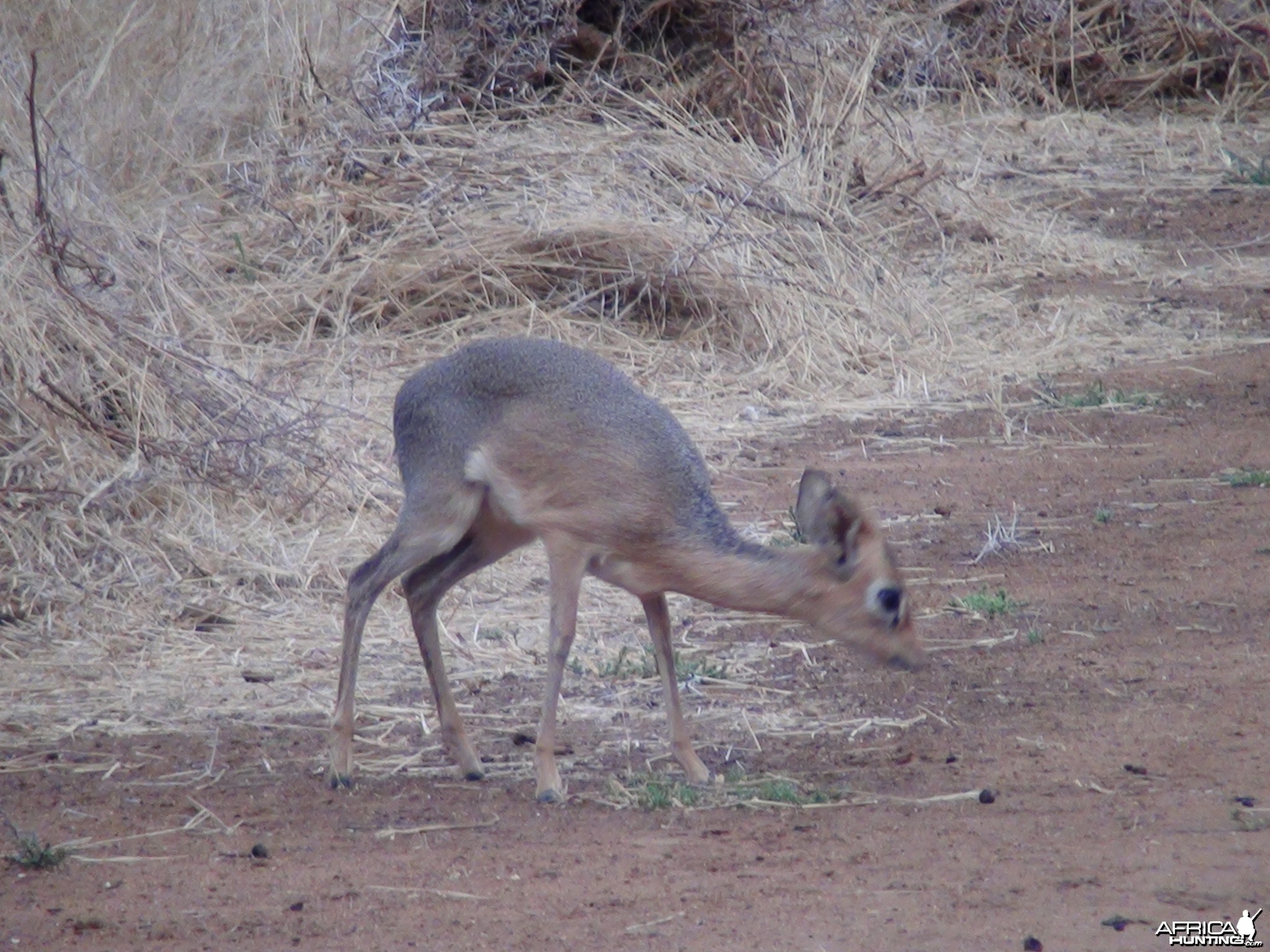 Damara Dik Dik Namibia