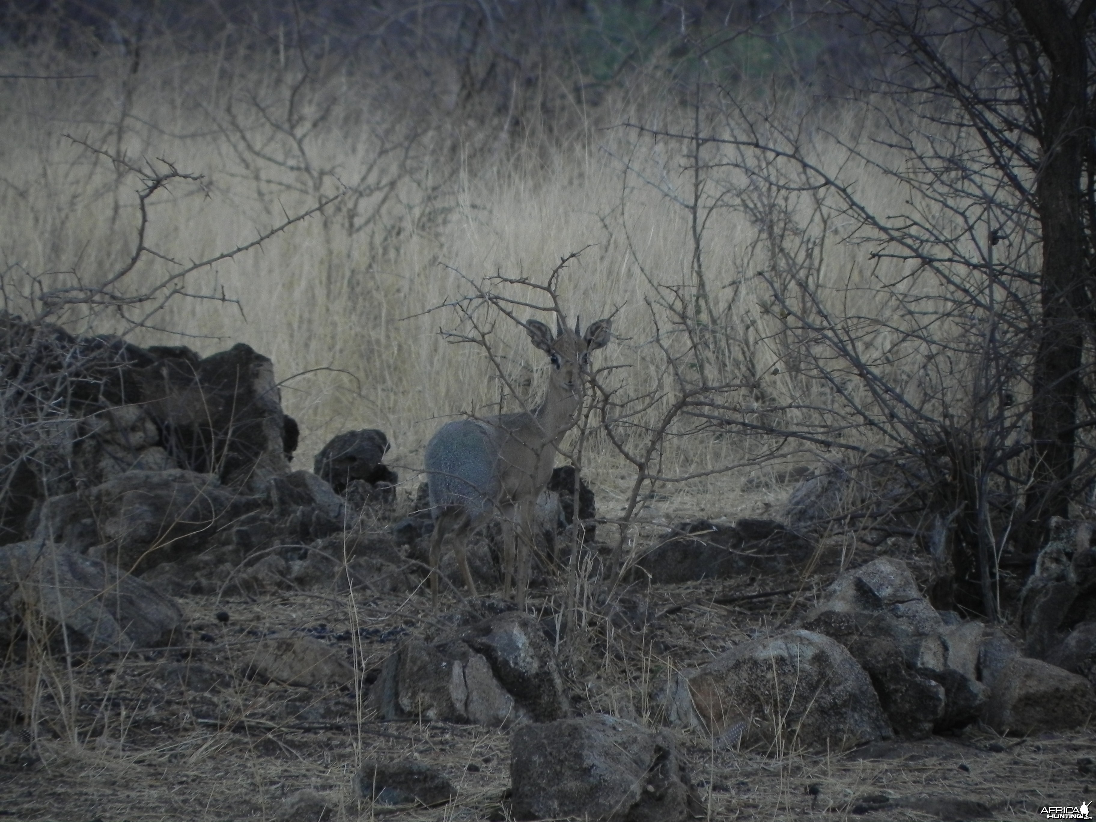 Damara Dik Dik Namibia