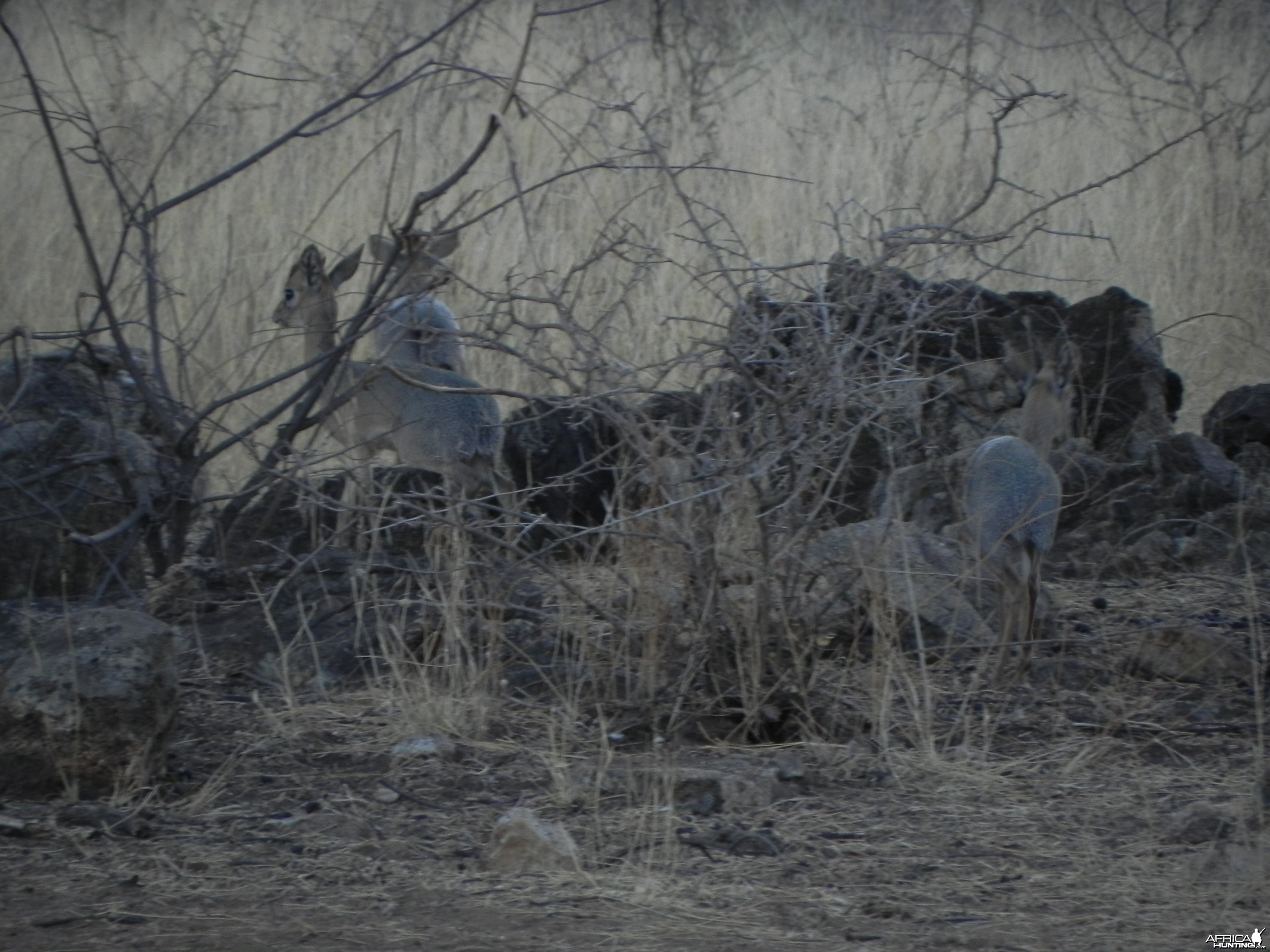 Damara Dik Dik Namibia