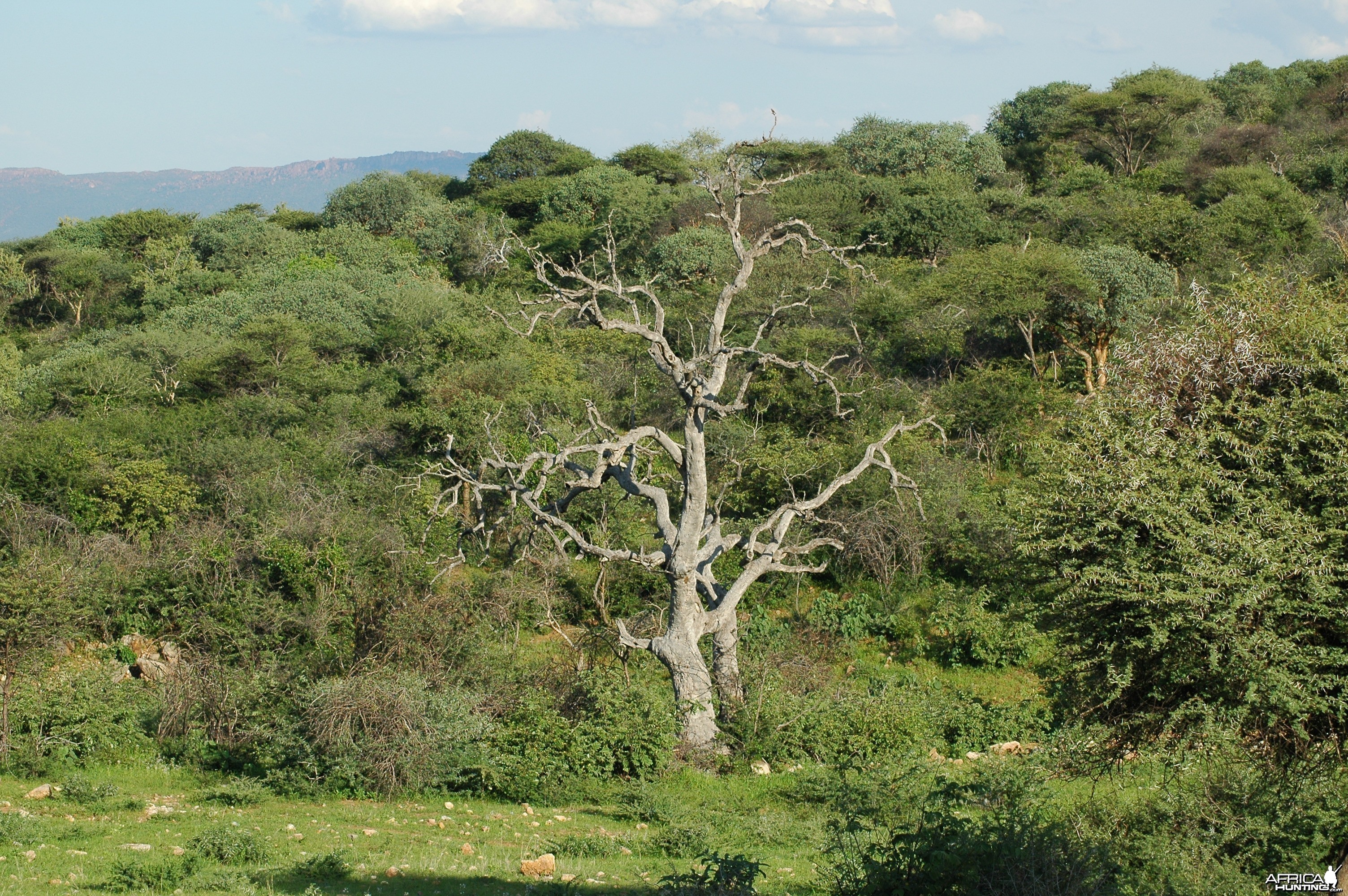 Tree Namibia
