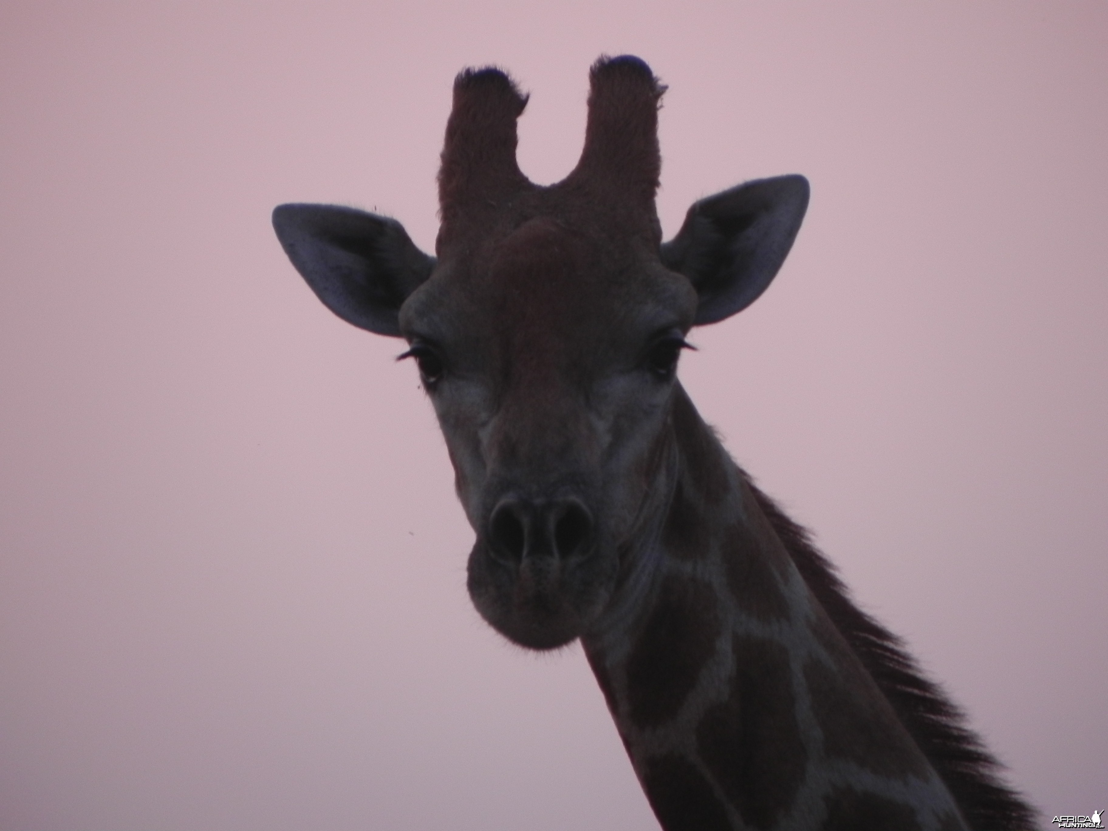 Giraffe Namibia