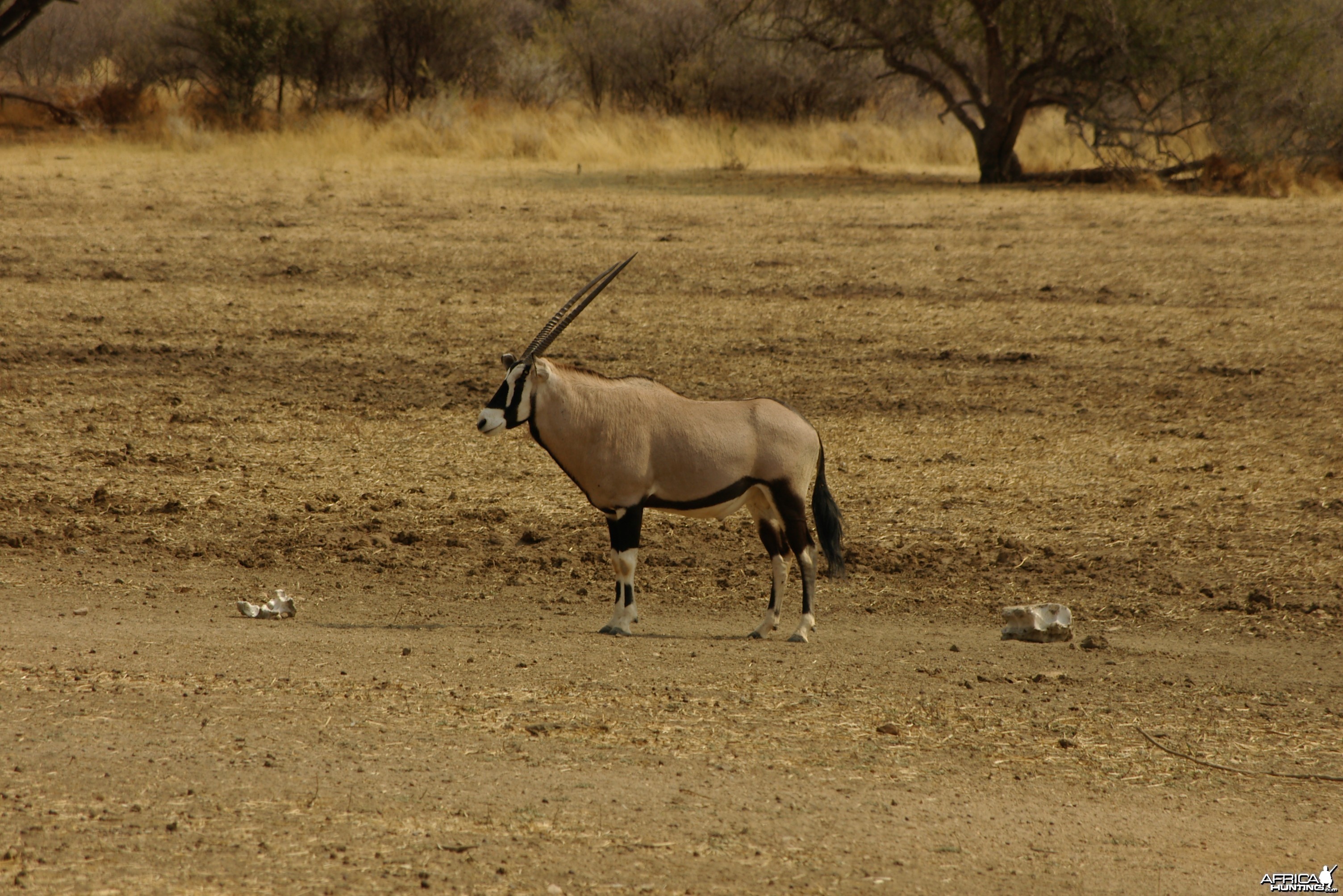 Gemsbok Namibia