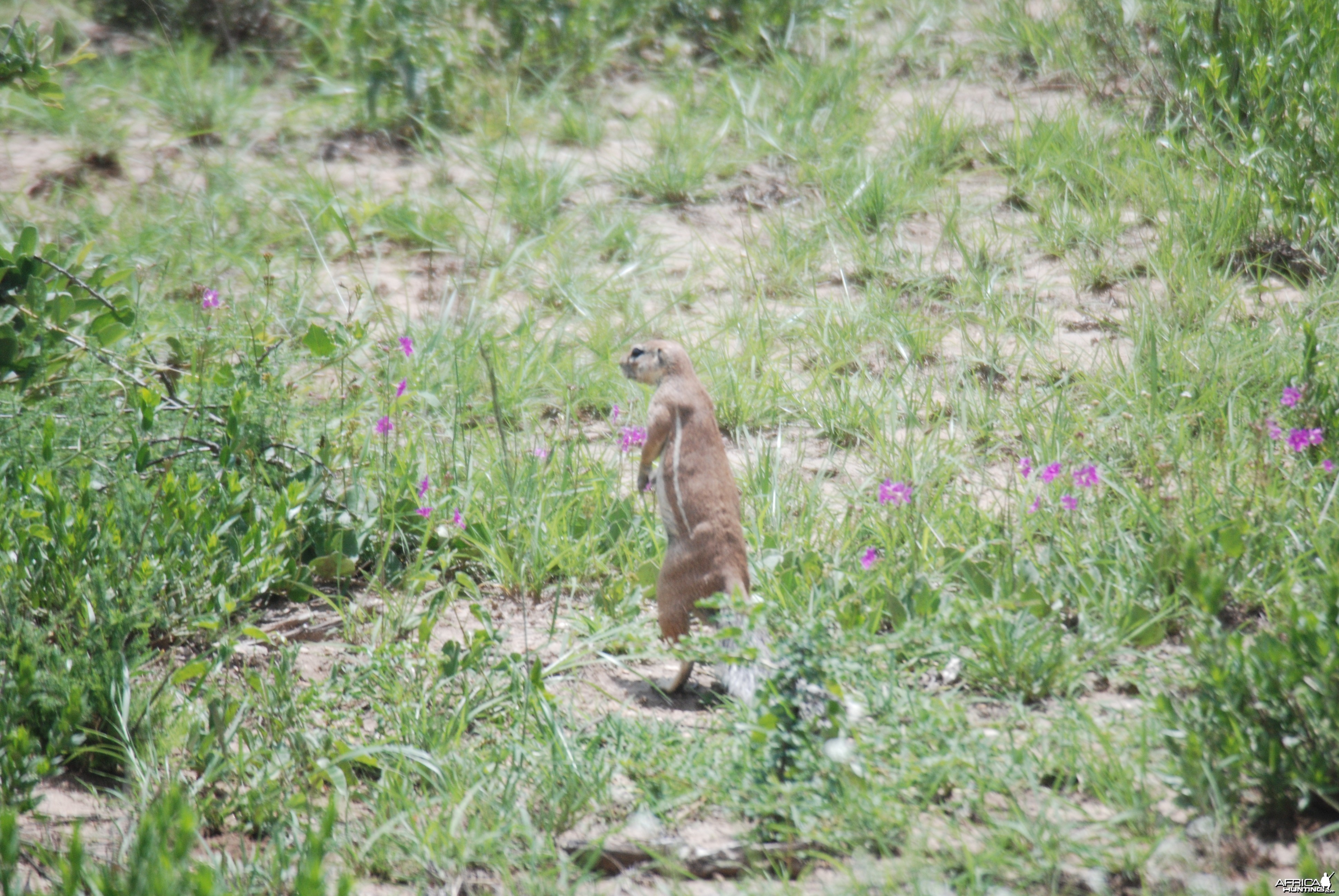 Ground Squirl Namibia