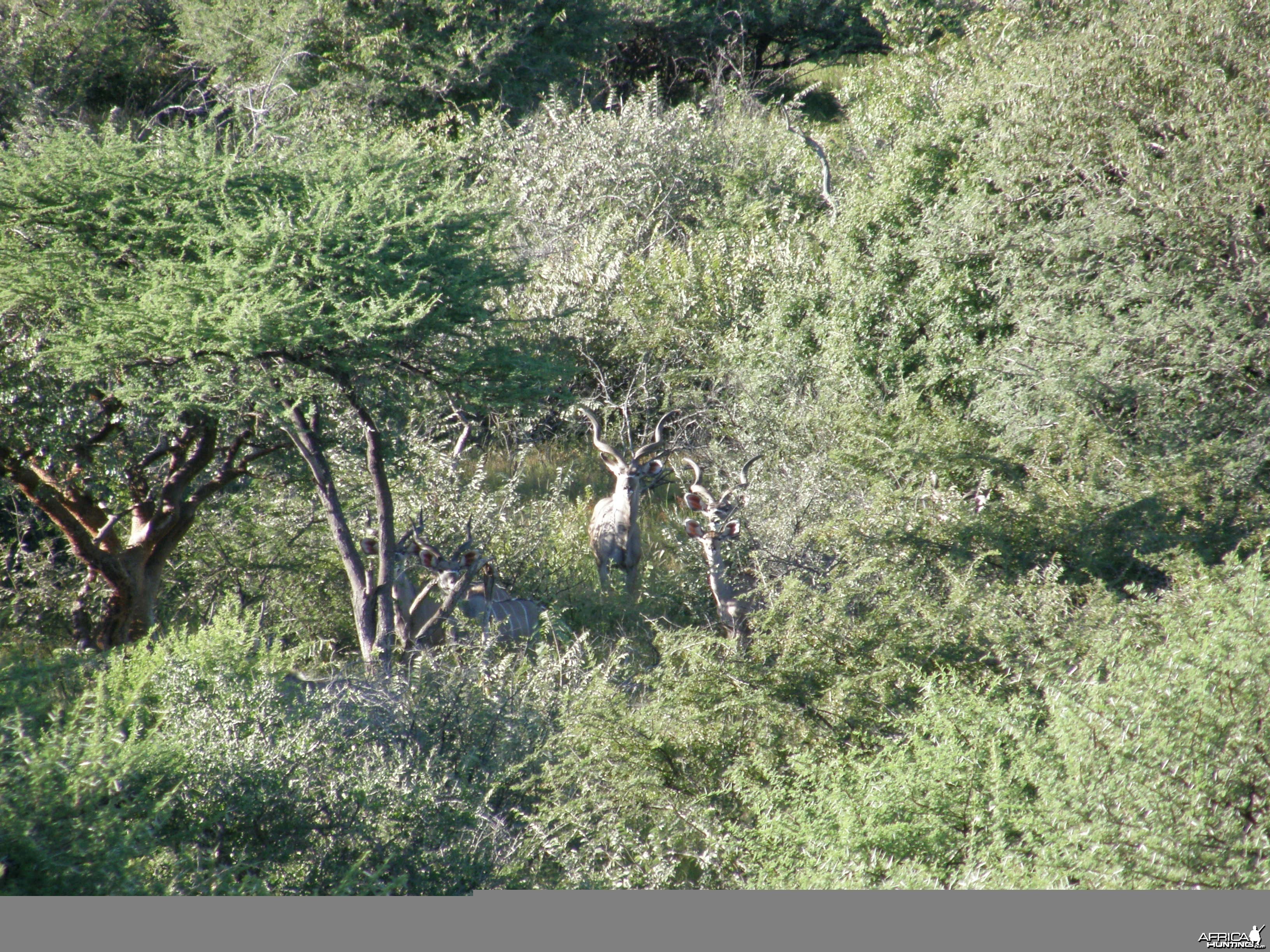 Greater Kudu Namibia