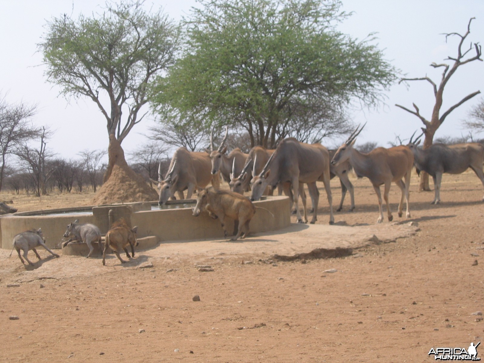 Cape Eland Namibia