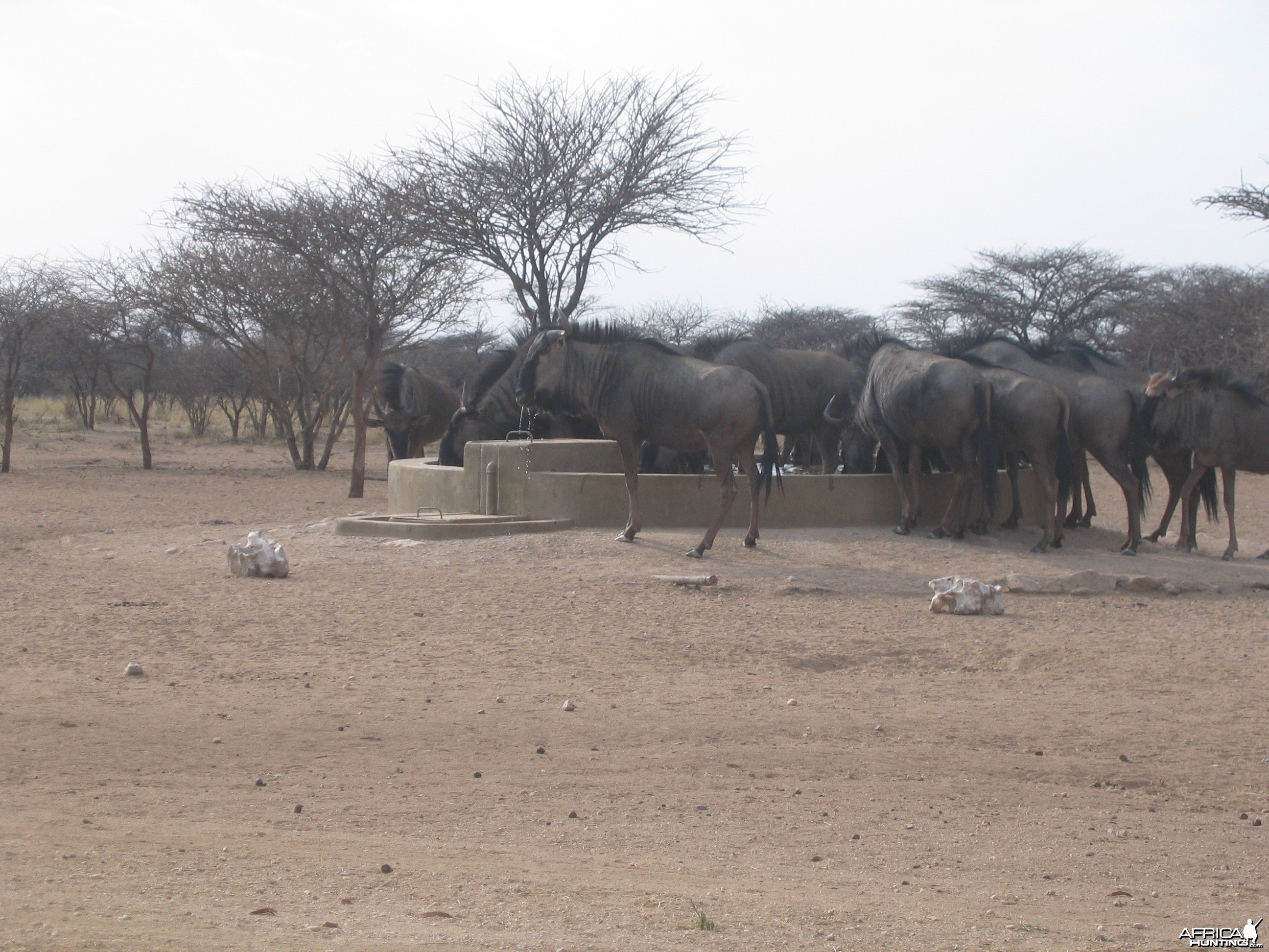 Blue Wildebeest Namibia