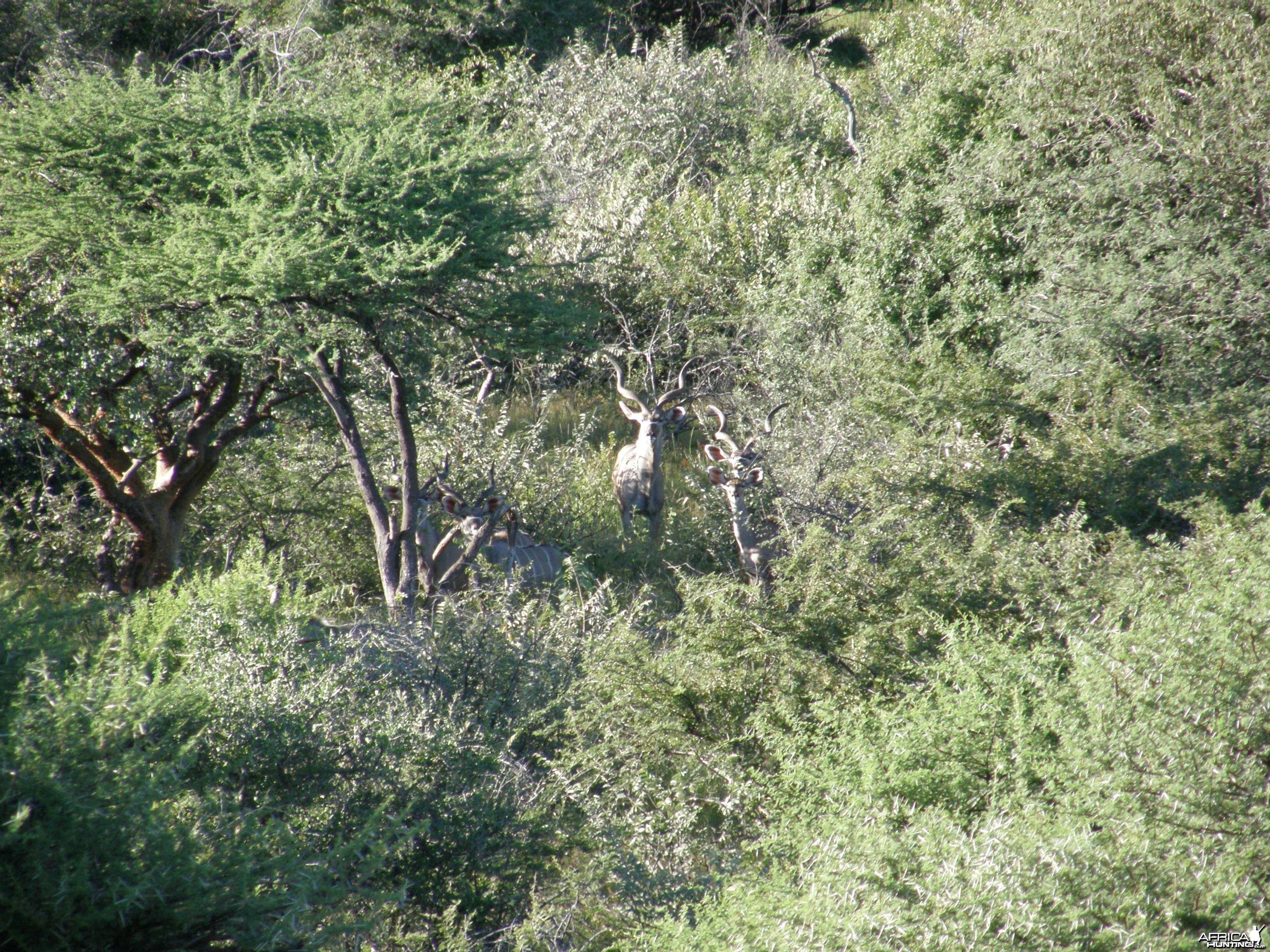 Greater Kudu Namibia