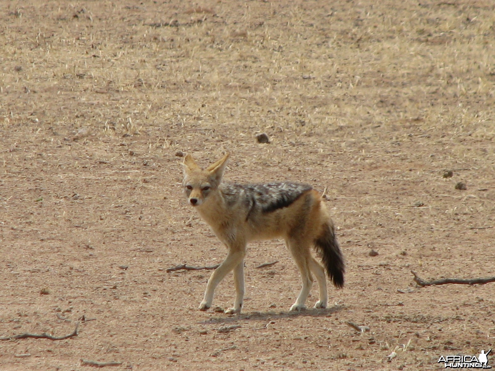 Jackal Namibia