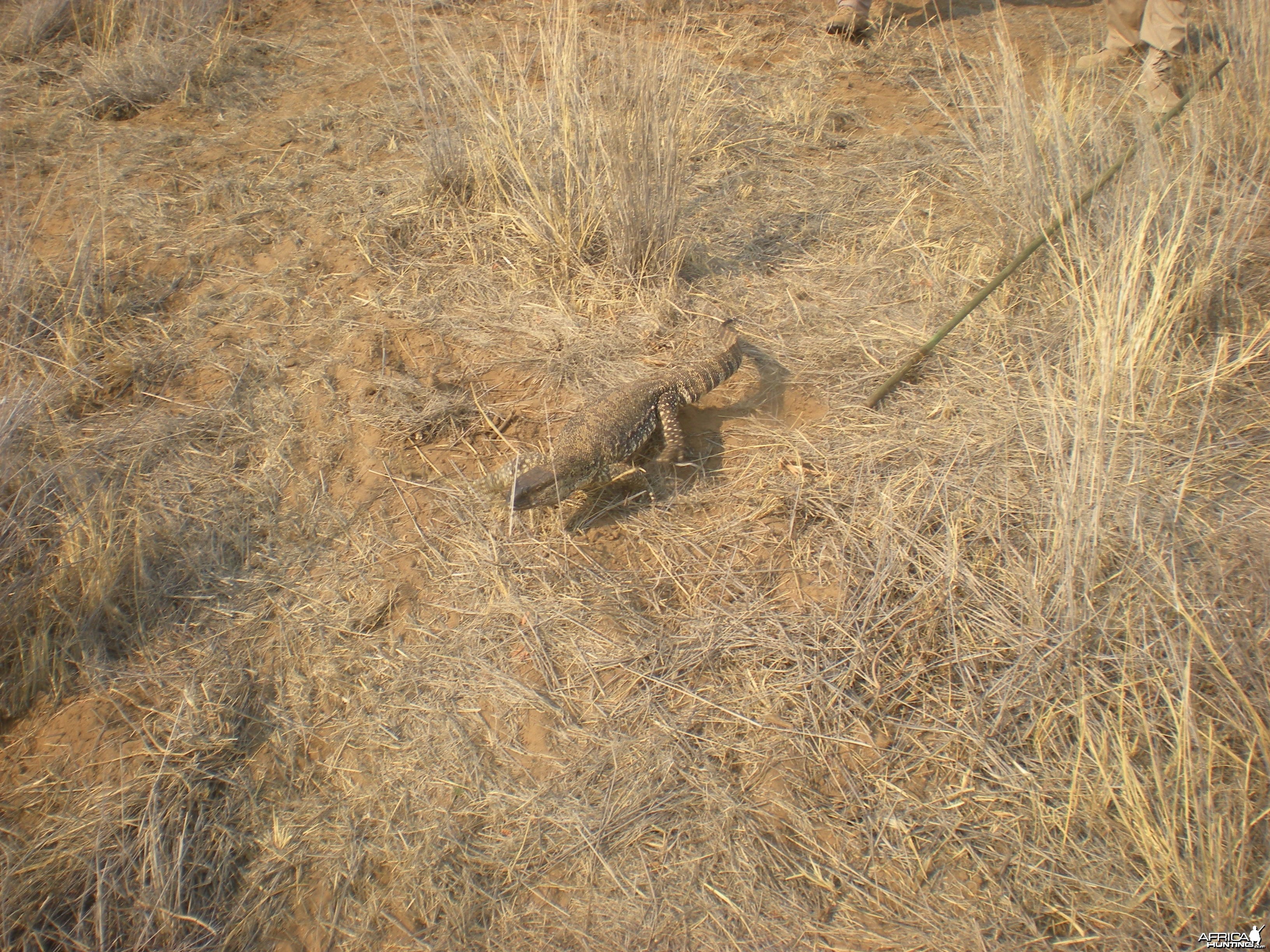 Monitor Lizard Namibia