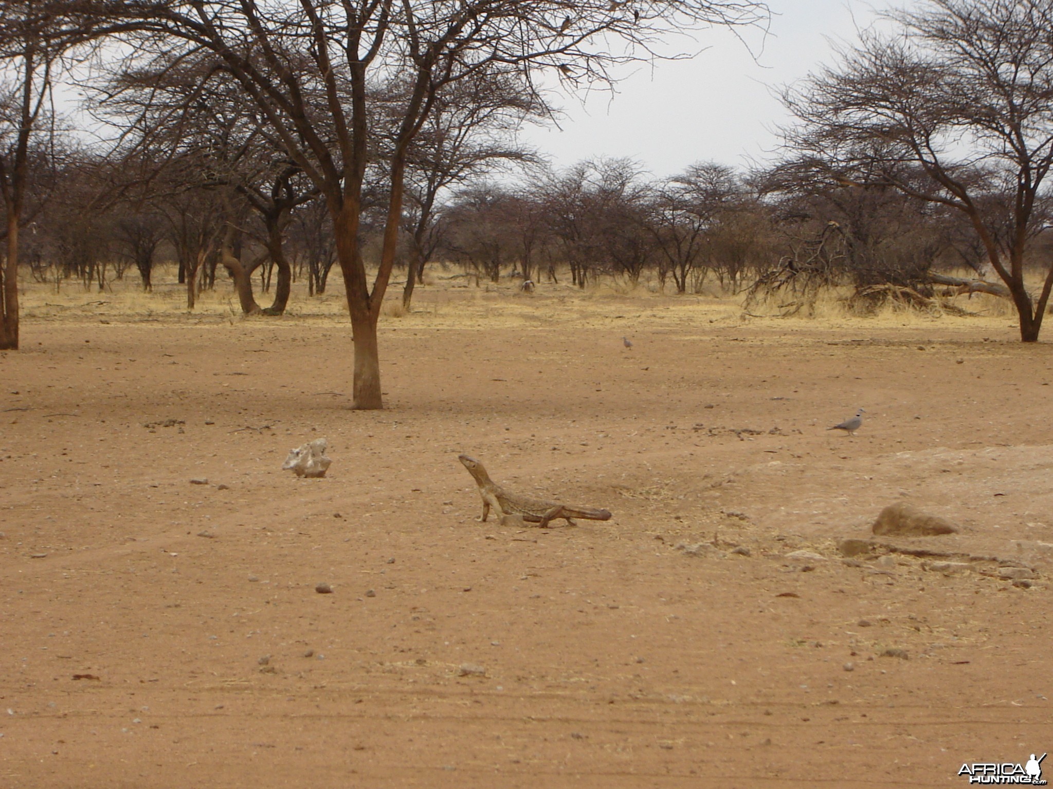 Monitor Lizard Namibia