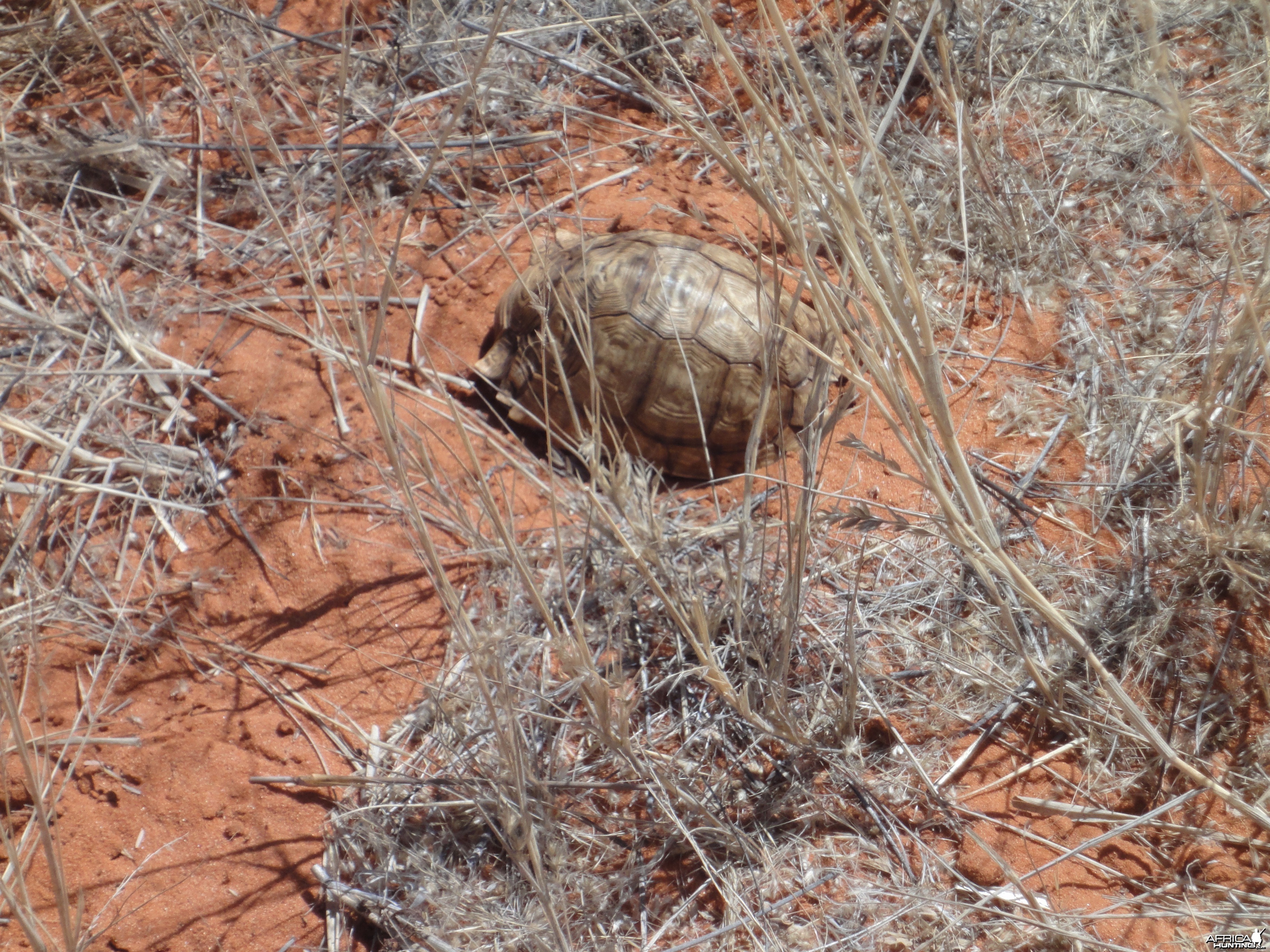 Tortoise Namibia