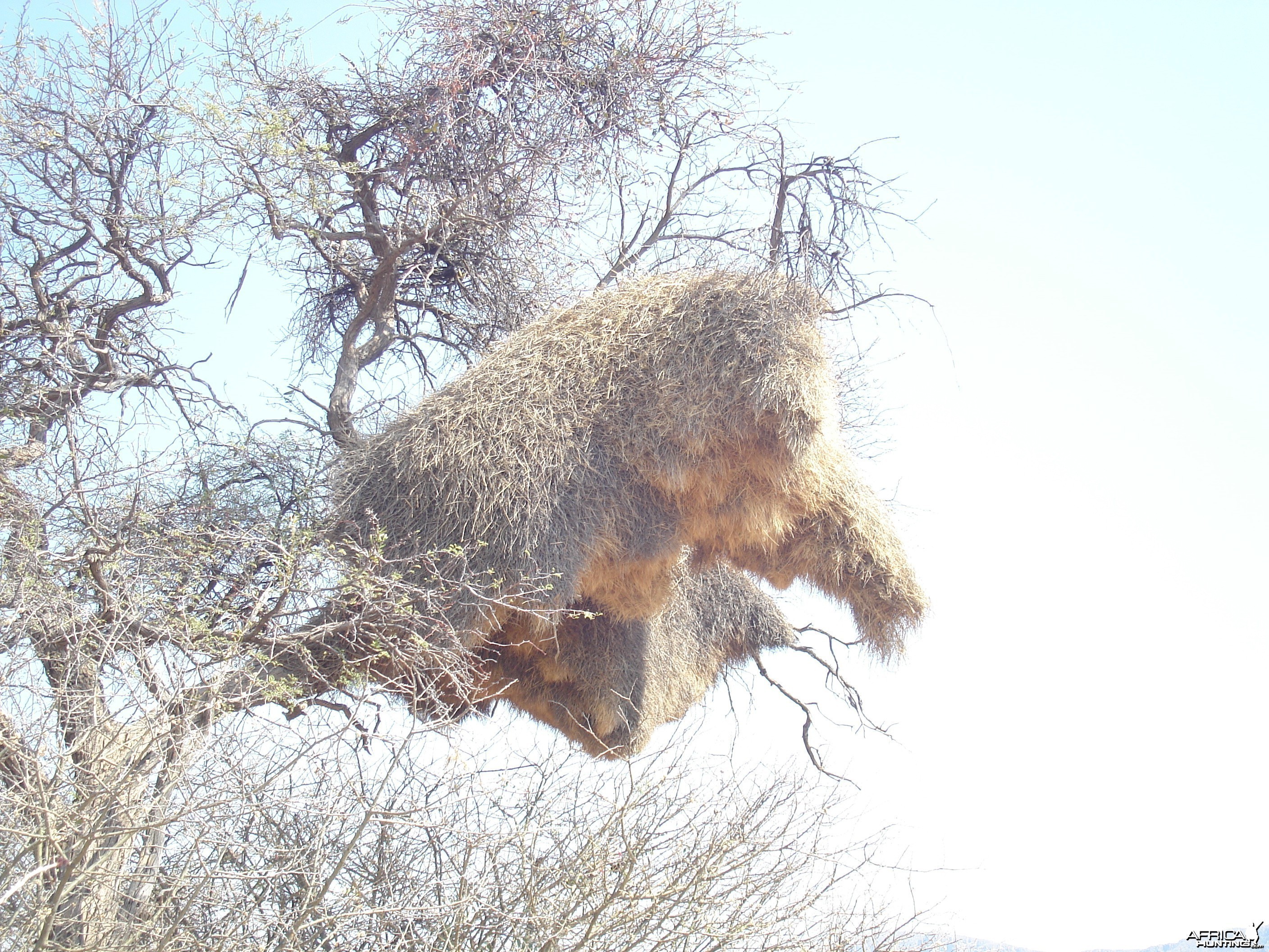 Weaver Nest Namibia