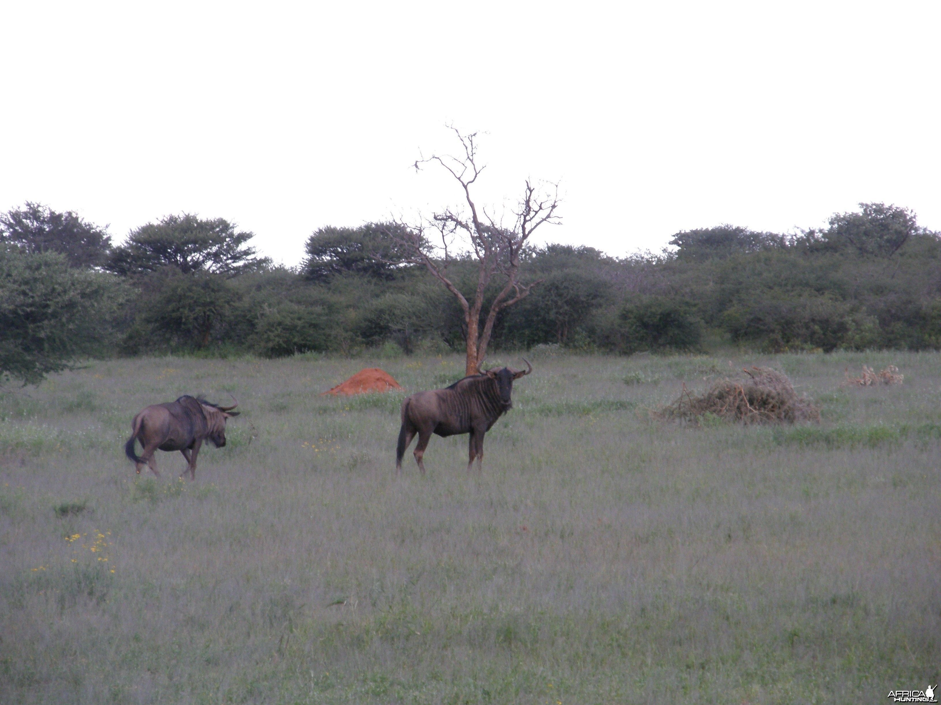 Wildebeest Namibia