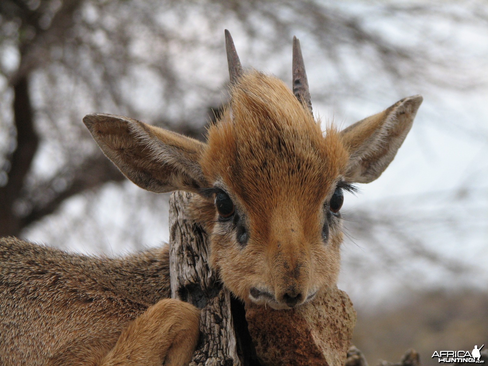 Damara Dik Dik Namibia