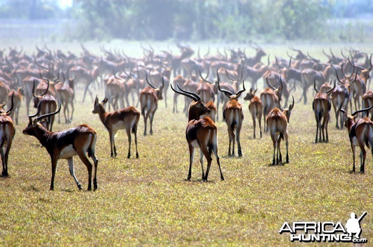 Hunting Black Lechwe Zambia