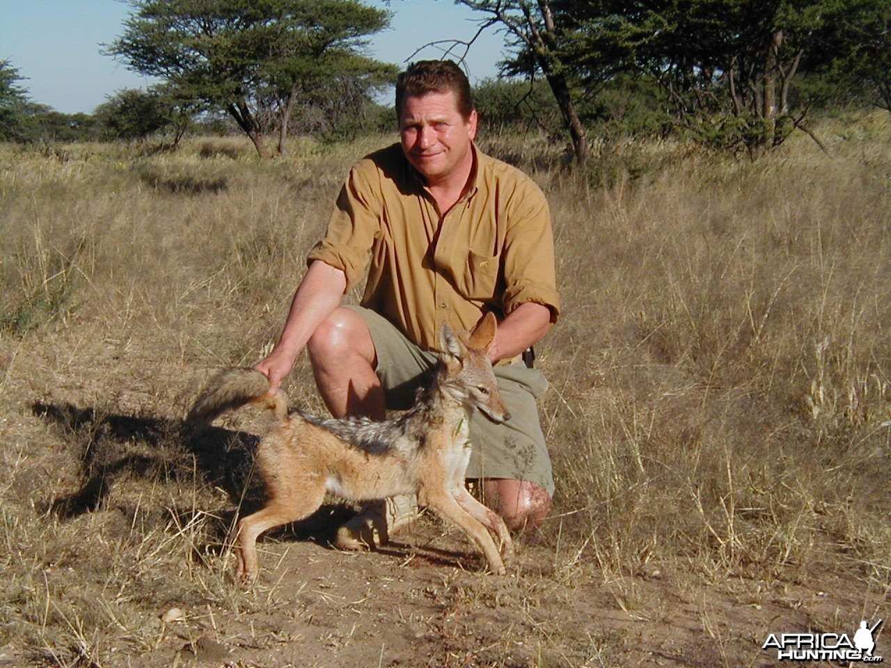 Hunting Black-backed Jackal in Namibia