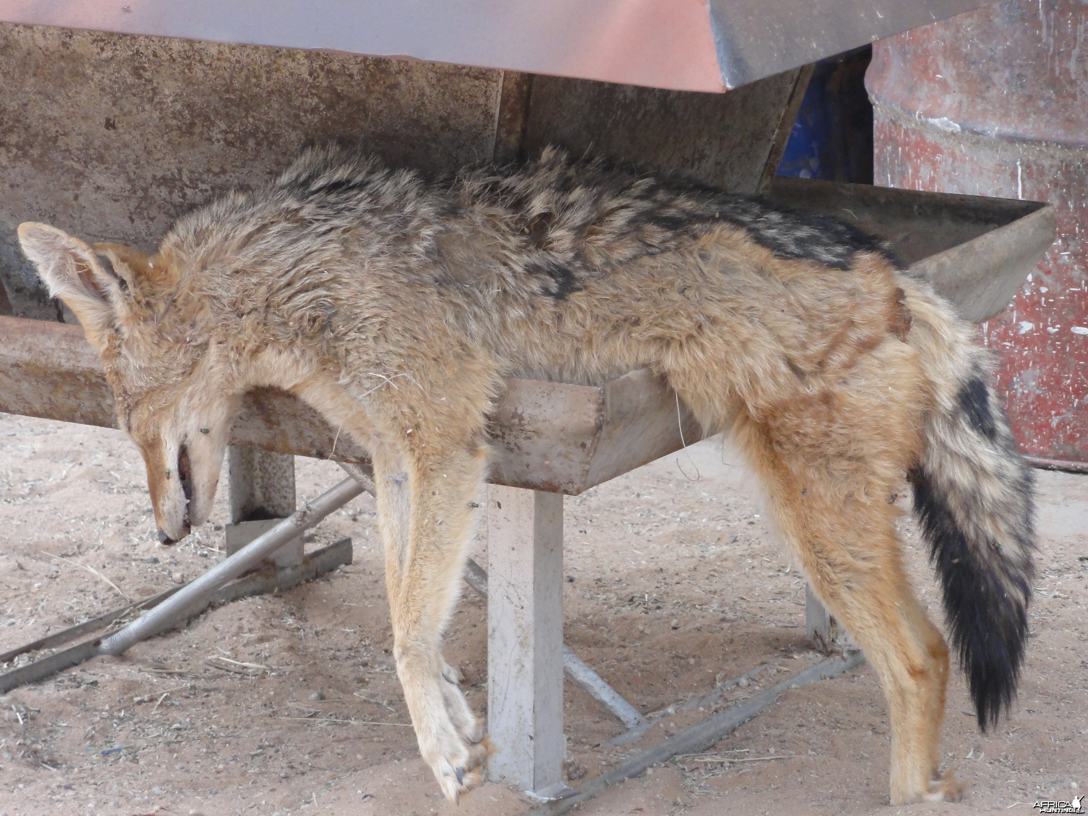 Hunting Black-backed Jackal in Namibia