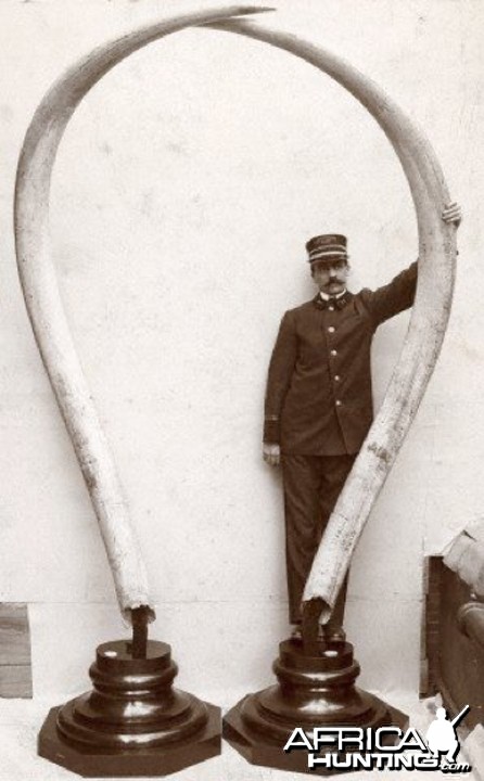 Pair of Massive African Elephant Tusks