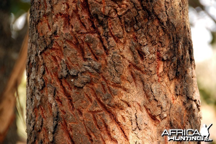 Leopard Tree Claw Marks