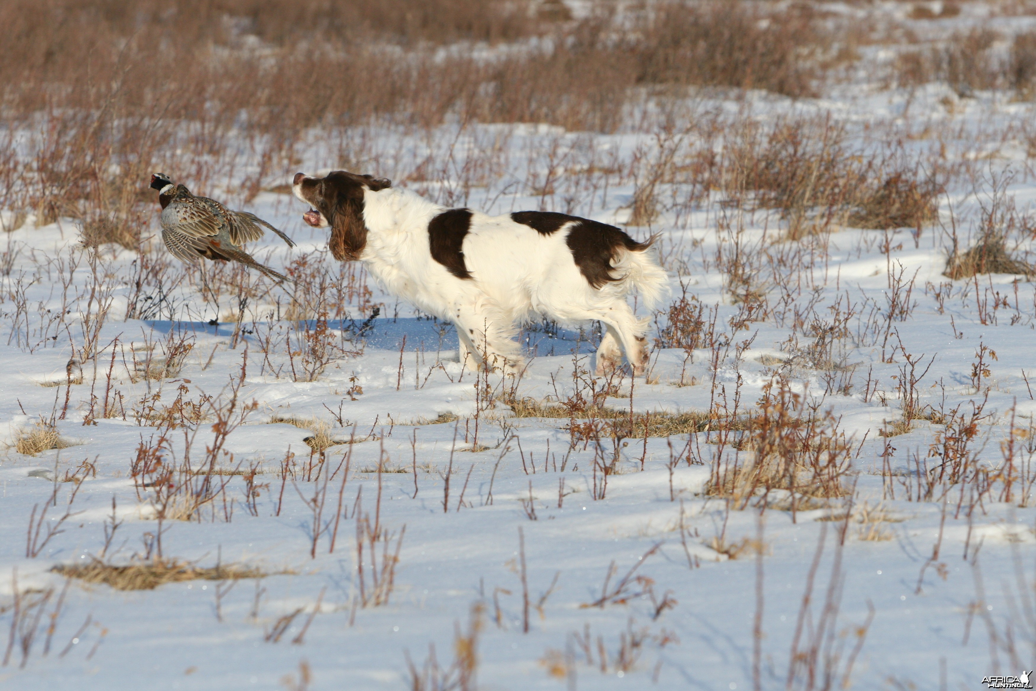 Pheasant Hunt