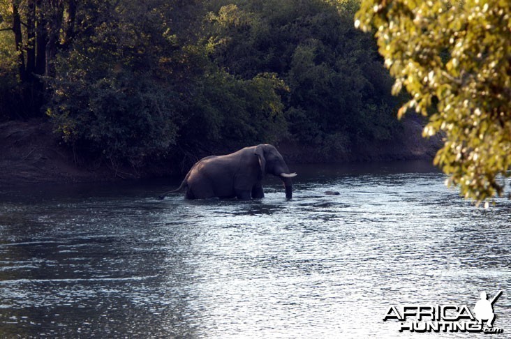 Elephant in Zambia