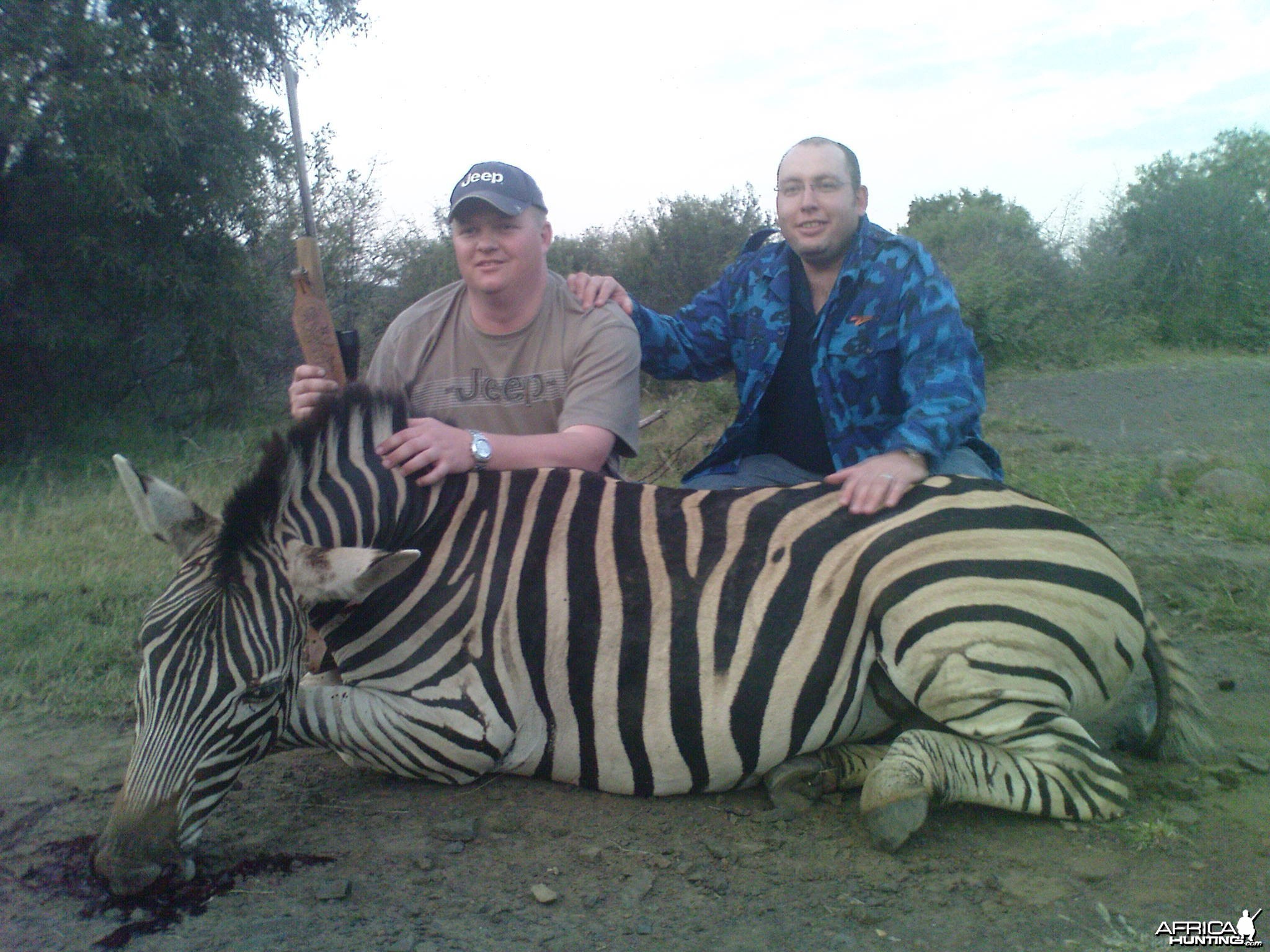 Hunting Zebra