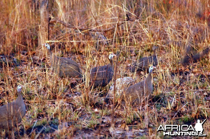 Guineafowl Zambia