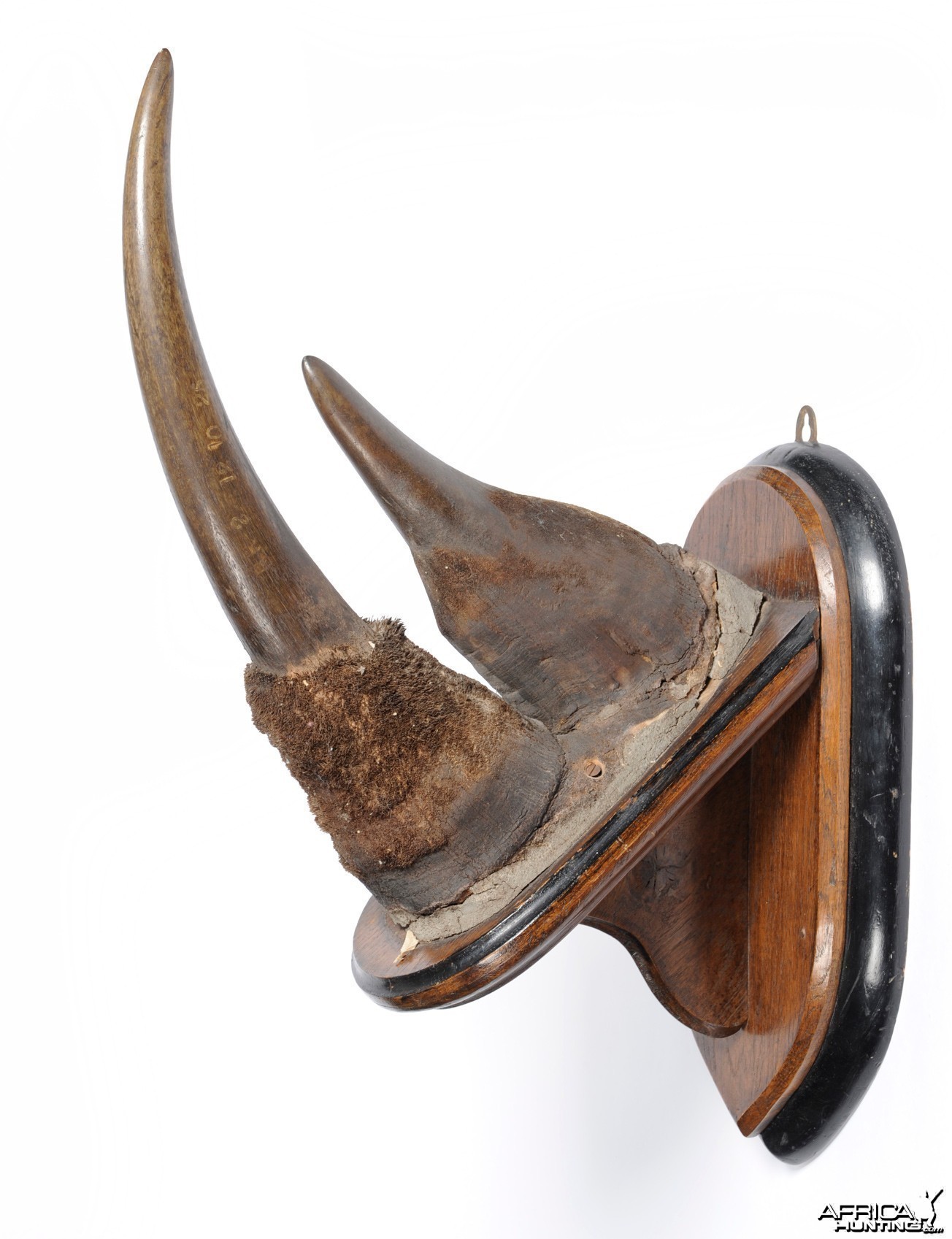 Black Rhinoceros Horns